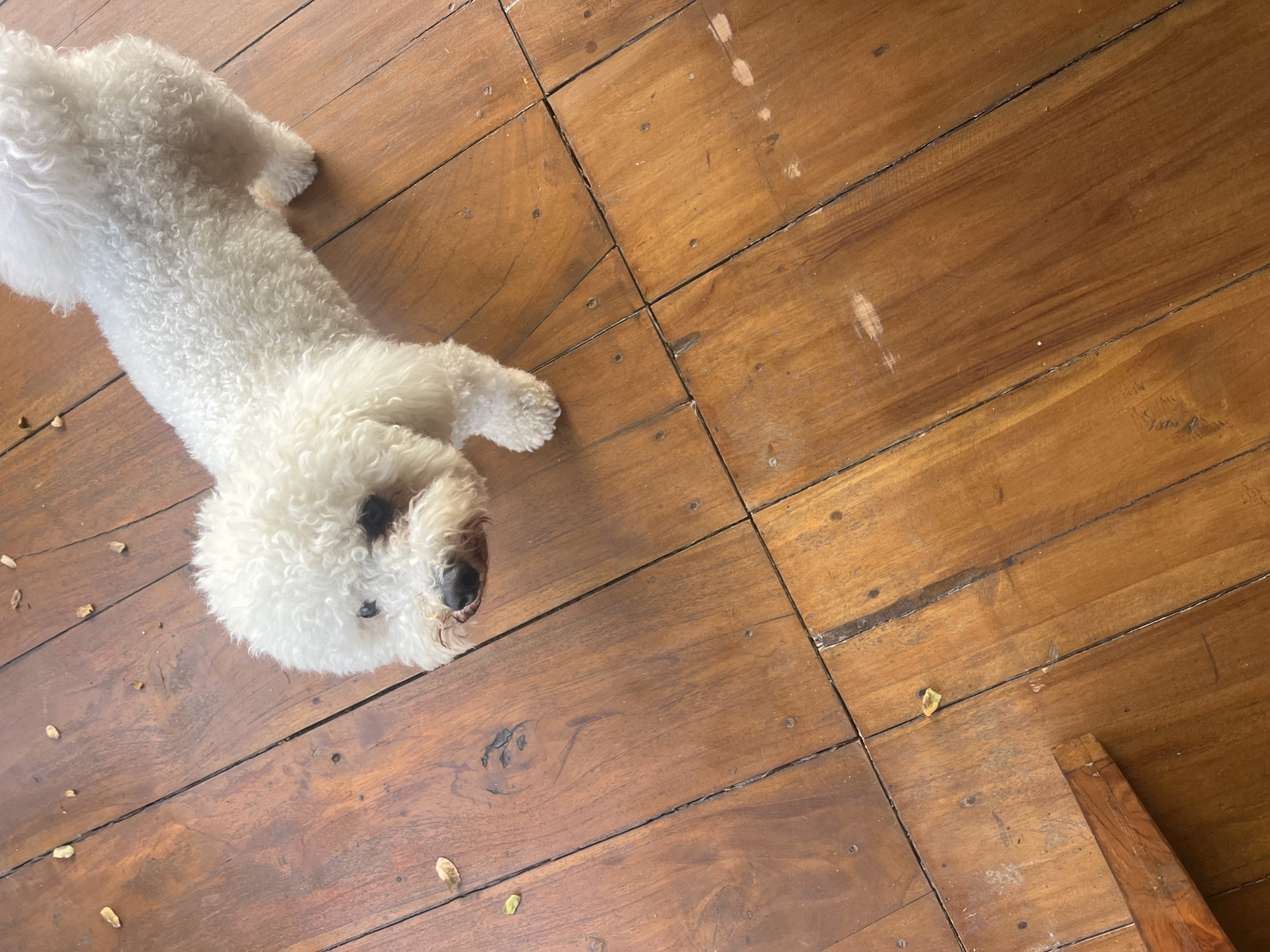In Kediri, Indonesia, a white bichon frise dog is standing on a wooden floor. The floor is made of planks with visible grain and some wear and tear, with small scattered debris, possibly leaves or crumbs, on its surface. The dog, with its fluffy curly fur, is positioned in the upper half of the frame, facing slightly to the left and down. Its dark eyes and black nose are visible. The lighting suggests an indoor environment. The lower left of the frame shows the edge of a wooden table or furniture.