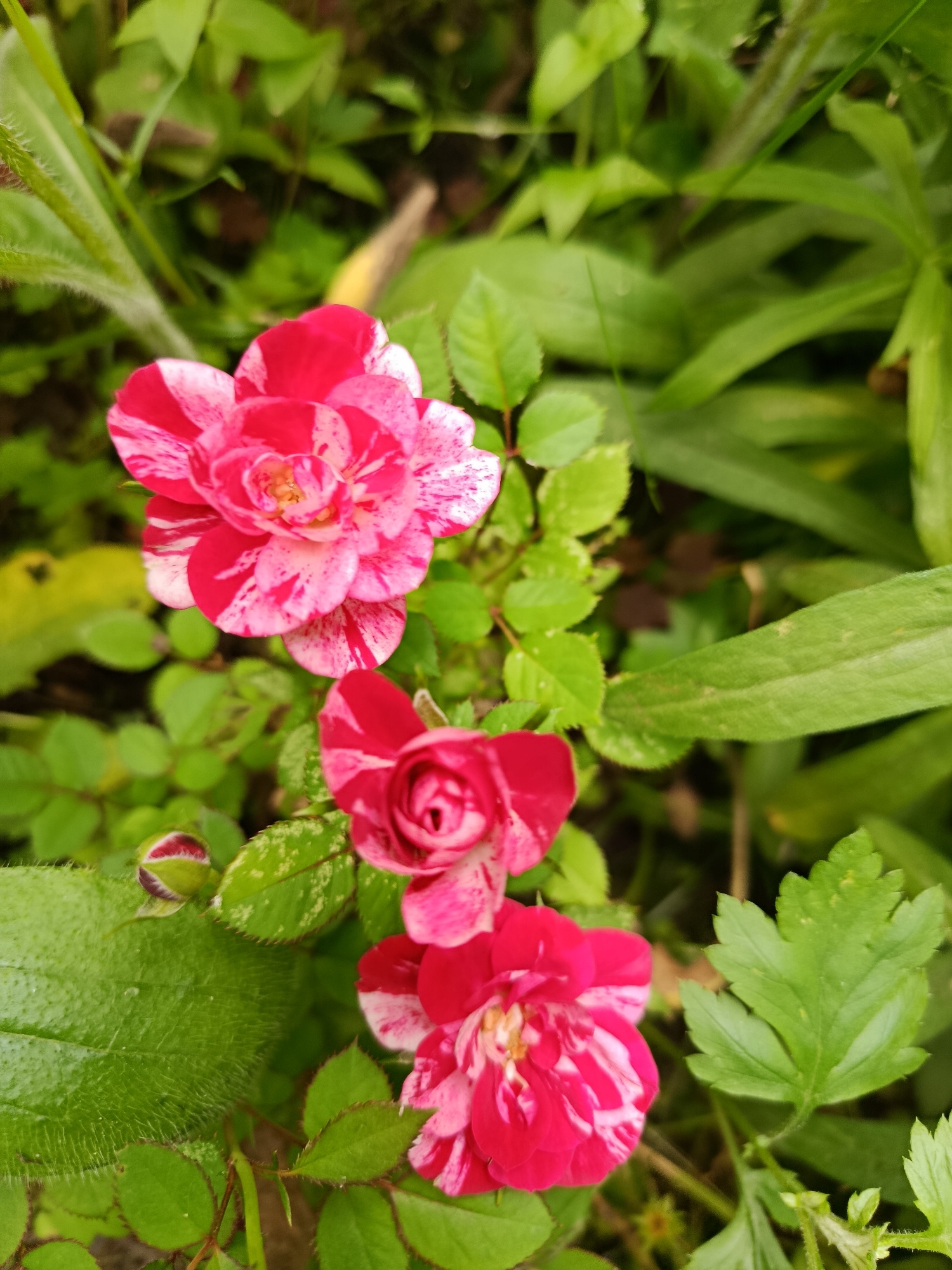 In the city of Veraya, Russia, a close-up, top-down shot focuses on three multi-colored roses with pink and white striped petals and green foliage. The largest rose is in the upper center, with a smaller rose directly below it. The third rose is partially visible at the bottom right. A single rosebud is situated to the left of the bottom rose. The background is filled with lush green leaves and some blurred greenery, suggesting an outdoor garden setting.