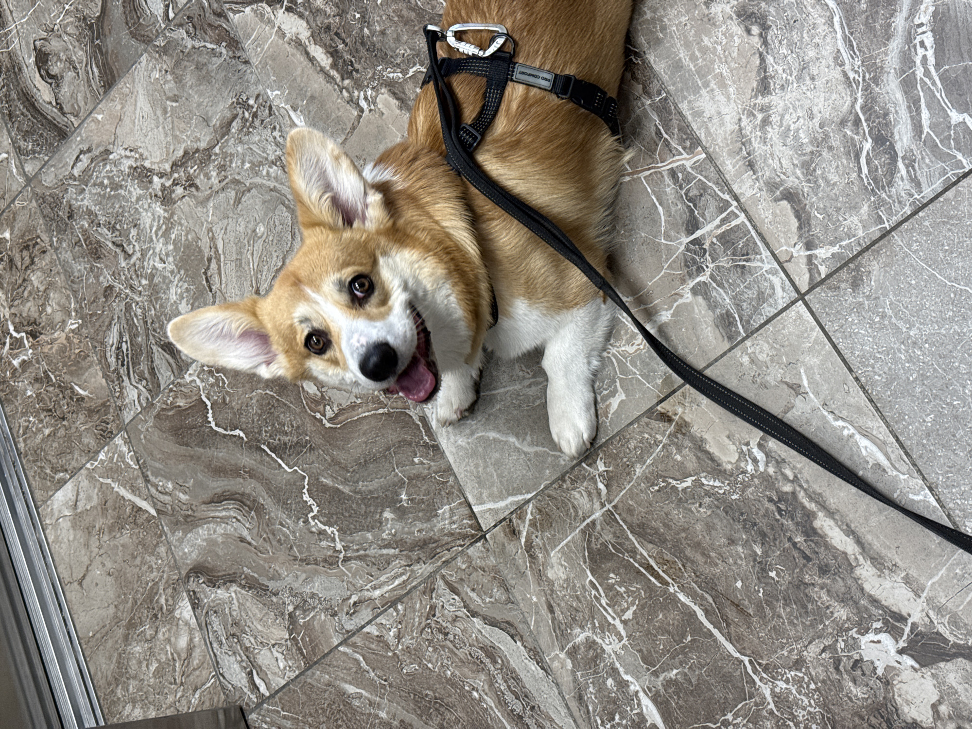 A high-angle shot depicts a tan and white Corgi with a black harness and leash, lying on a floor of large, gray-brown marble-patterned tiles. The dog faces the camera with its mouth open. Part of what appears to be a doorway or appliance side is visible in the lower left corner. The location in the city of Krasnoyarsk, Russia cannot be determined from this image.