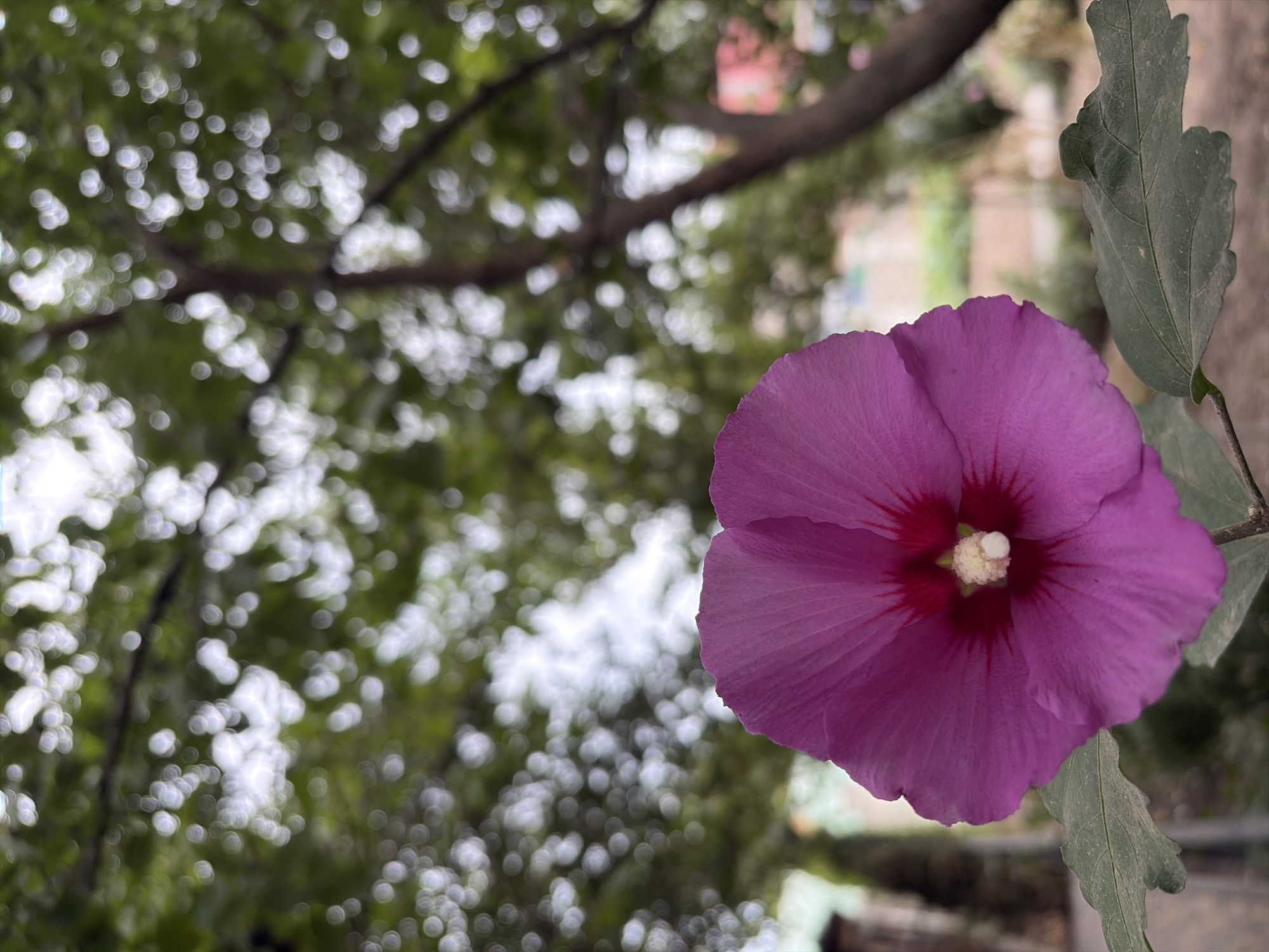 A close-up, vertical, outdoor, low-angle shot features a vibrant, magenta hibiscus flower in the foreground, its petals unfurling towards the viewer. The flower's center is a deep red, with a cluster of white stamen. Below and to the left of the flower, a large, textured green leaf is visible. The background is softly blurred, showcasing a tree with green foliage and a light-colored sky, suggesting a park or garden setting. The overall impression is one of natural beauty and tranquility, possibly captured in the city of Oxentea, Moldova, given the context.