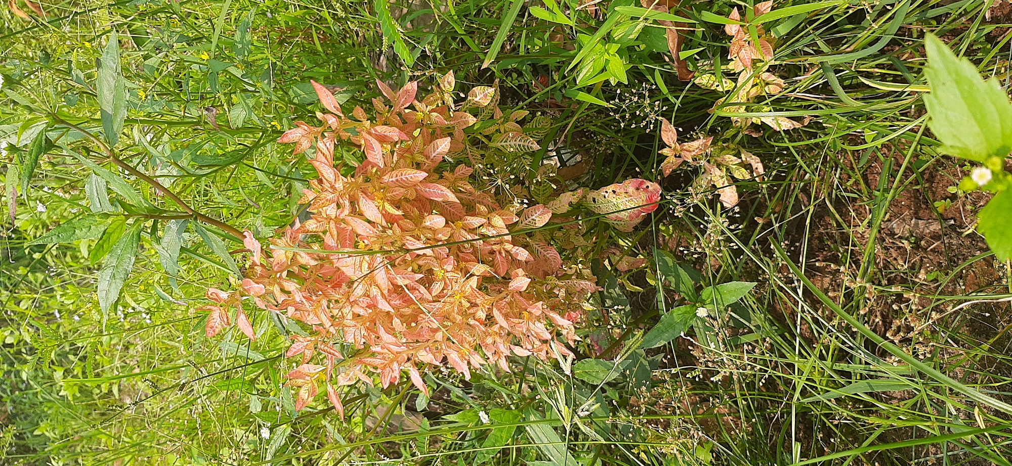 This image captures a close-up view of a bushy plant with predominantly pink and orange foliage, situated amidst a dense growth of various green grasses and smaller plants. The background is a blur of more greenery, suggesting an outdoor natural setting. There are no people or animals visible in the frame. The lighting appears to be natural daylight, casting subtle shadows. The overall impression is one of untamed vegetation. This scene could be located in an uncultivated area, such as a park, vacant lot, or along the roadside within the city of Jambi, Indonesia.