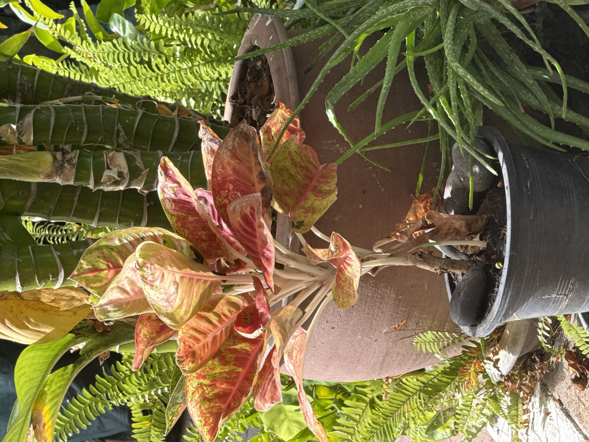 In Pattaya City, Thailand, this image captures an outdoor plant arrangement. The central subject is an Aglaonema 'Siam Aurora' plant with vibrant red and green variegated leaves, positioned in a dark grey plastic pot. Beside it, a terracotta pot holds bamboo-like plants with segmented green stems. To the right, an Aloe Vera plant with long, spiky green leaves occupies the foreground. The background is filled with lush green ferns. The scene is illuminated by natural sunlight, casting shadows and highlighting the textures of the plants and pots. The setting appears to be a garden or patio area, possibly within a residential or commercial property.