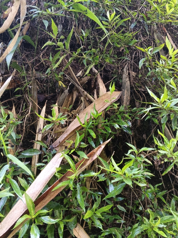 This image captures a dense, static natural environment within or near Mengzi City, China. The scene is dominated by varied plant life, primarily consisting of vibrant green foliage and scattered dry, light brown leaves, likely bamboo sheaths or similar decaying broadleaves.
Numerous small-leaved green plants, appearing lush and possibly moist, fill the foreground and mid-ground. Their leaves exhibit a glossy sheen in some areas. Interspersed among the green growth are several elongated, tan to light brown dry leaves, some lying flat, others curled or partially upright, blending with the surrounding vegetation. The background is a dark, indistinct mix of shadowed soil, tangled roots, and decaying organic matter, creating a sense of dense undergrowth.
A small, black insect with prominent yellow markings, consistent with a butterfly or moth species, is visible in the central-left portion of the image. It is resting on a dry, light brown leaf or stem. No human presence or human-made objects are identifiable. The lighting is diffused, suggesting an overcast condition or a deeply shaded area.