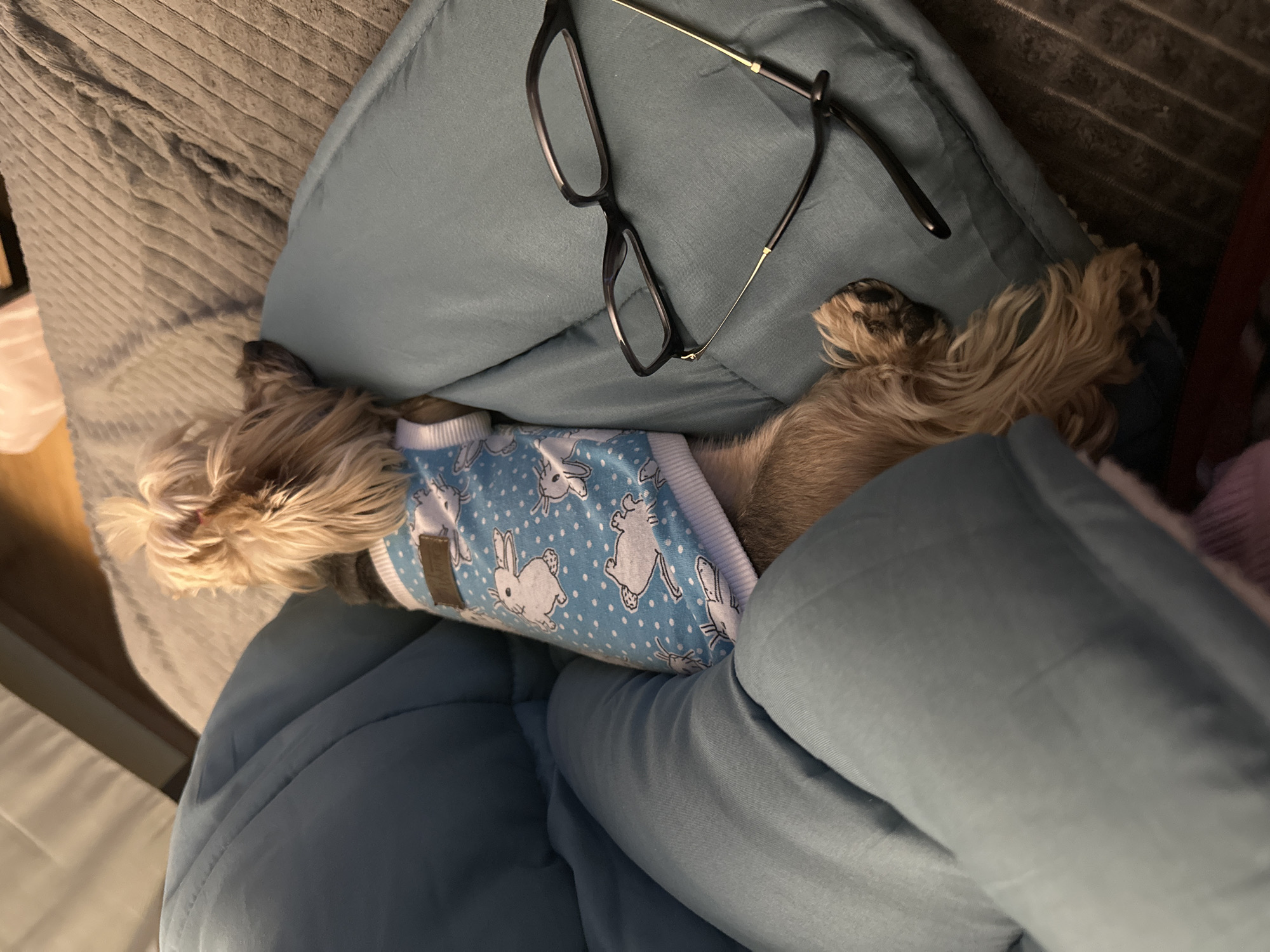 A tan, long-haired dog wearing a blue and white bunny-printed shirt is lying on a blue pillow and under a blue blanket. A pair of black framed glasses rests on the pillow near the dog's head. The scene is indoors, likely on a bed or couch. No location information is provided.