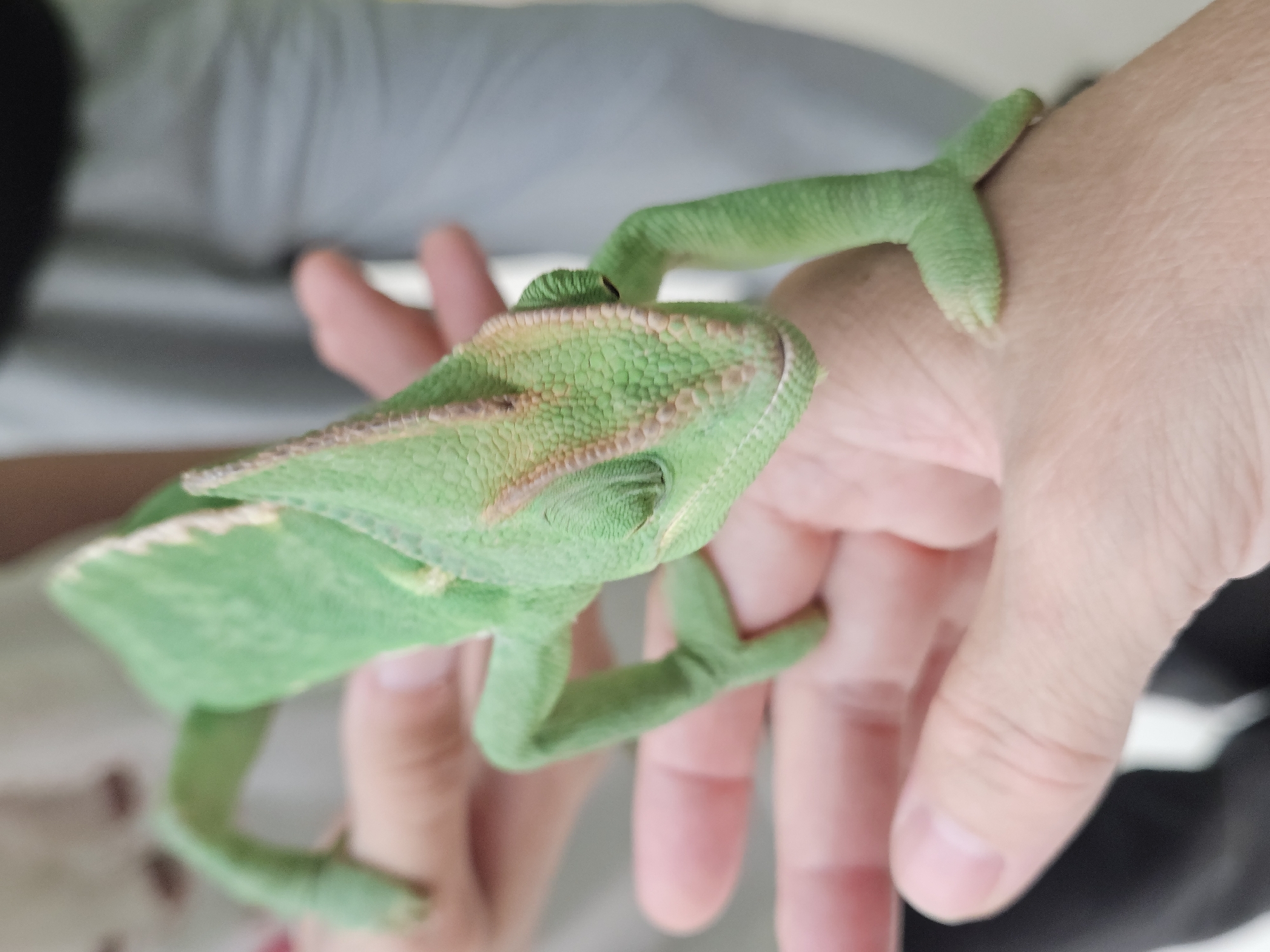 In this close-up photograph, a green veiled chameleon is perched on a person's hand. The chameleon's body is a vibrant green, with a patterned texture on its scales. Its head is turned towards the viewer, and its eyes are prominent. The chameleon's feet are gripping the skin of the hand, with its toes spread out. The person's hand is fair-skinned, with visible lines and creases. The background is blurred, but appears to be indoors, with a light-colored surface behind the hand. The overall lighting is soft and diffused, suggesting it may be daytime. There is no visible text in the image.