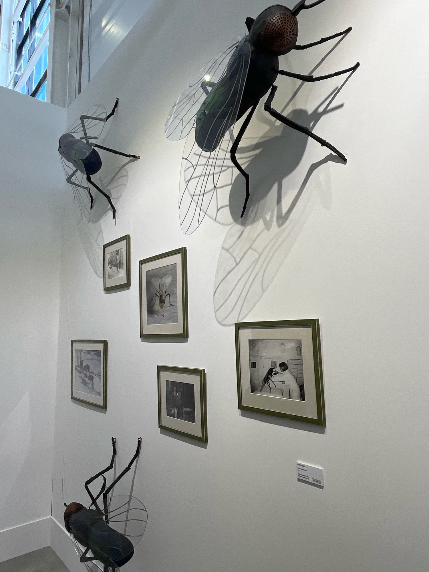 The image shows an interior art installation, likely in a gallery or museum. The walls are painted white. There are several large, stylized fly sculptures mounted on the wall at various heights and angles. Two of these sculptures are prominent, one in the upper right and another in the upper left. A third, smaller fly sculpture is positioned near the bottom of the image, appearing to be standing on the floor. The sculptures are black with translucent wings.
The walls also display several framed artworks, predominantly black and white photographs. One photograph, framed in green, shows a close-up of a fly. Another framed photograph depicts two people interacting with a large fly-like object. Other framed images are less clear but appear to be landscapes or possibly other scientific illustrations.
The lighting suggests an indoor environment, with shadows cast by the fly sculptures on the wall. A small informational plaque is visible on the wall below one of the framed photographs. In the background, a section of a modern window with blue panes is visible, suggesting the space might be near a street or have a view of other buildings. The overall scene evokes a sense of artistic display, with a focus on insects as a subject. No people are visible in the image. The location is identified as Khimki, Russia.