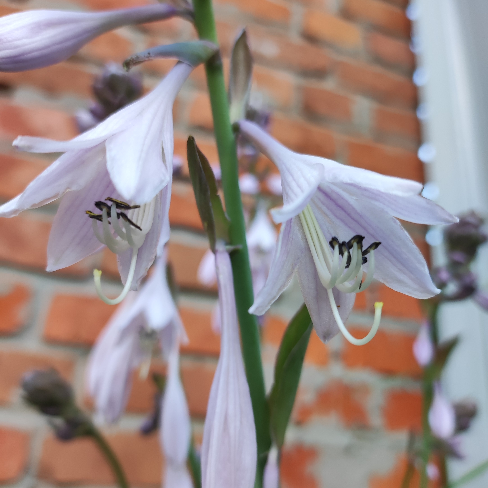 The image shows a close-up of a flowering plant, likely a Hosta, with pale lavender tubular flowers against a blurred background of a brick wall and a white vertical element, possibly a window frame or building corner. The flowers have prominent stamens and pistils with dark anthers. Some unopened buds are also visible. The overall impression is of a natural scene within an urban or semi-urban setting. There are no people or animals present. The location of Navoloki, Russia, is not visually discernible from the image itself.
