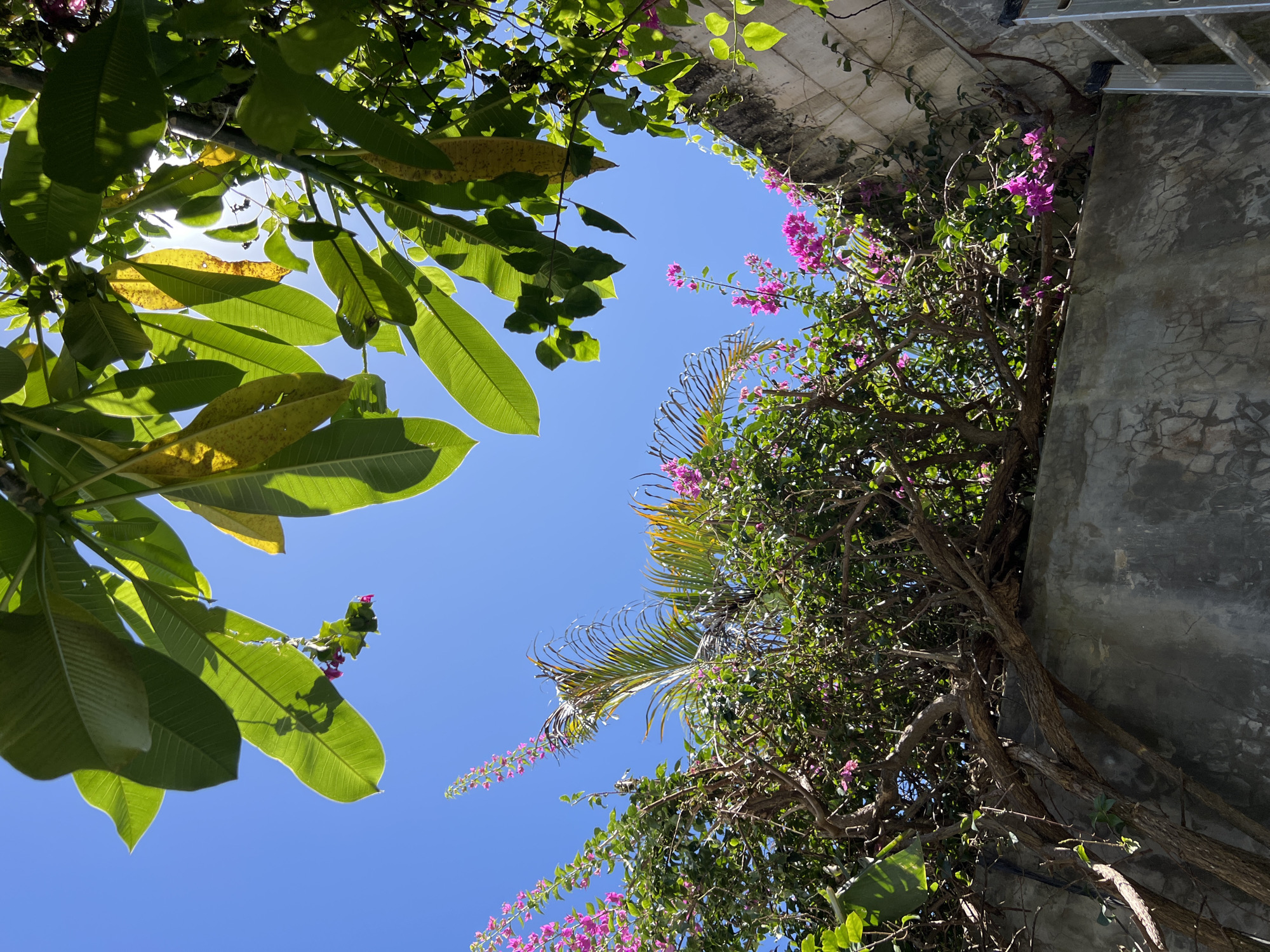 The image shows a view looking upwards towards the sky framed by trees and the corner of a building. On the left, there are large green leaves, some with yellowed edges, from what appears to be a frangipani or plumeria tree. On the right, a building corner is visible, covered in vines and blooming magenta bougainvillea flowers. A palm frond is also visible amongst the vines. The sky is bright blue and mostly clear. The building is made of concrete and has a rough surface. The location appears to be an urban setting given the presence of the building, although the specific city is not known.