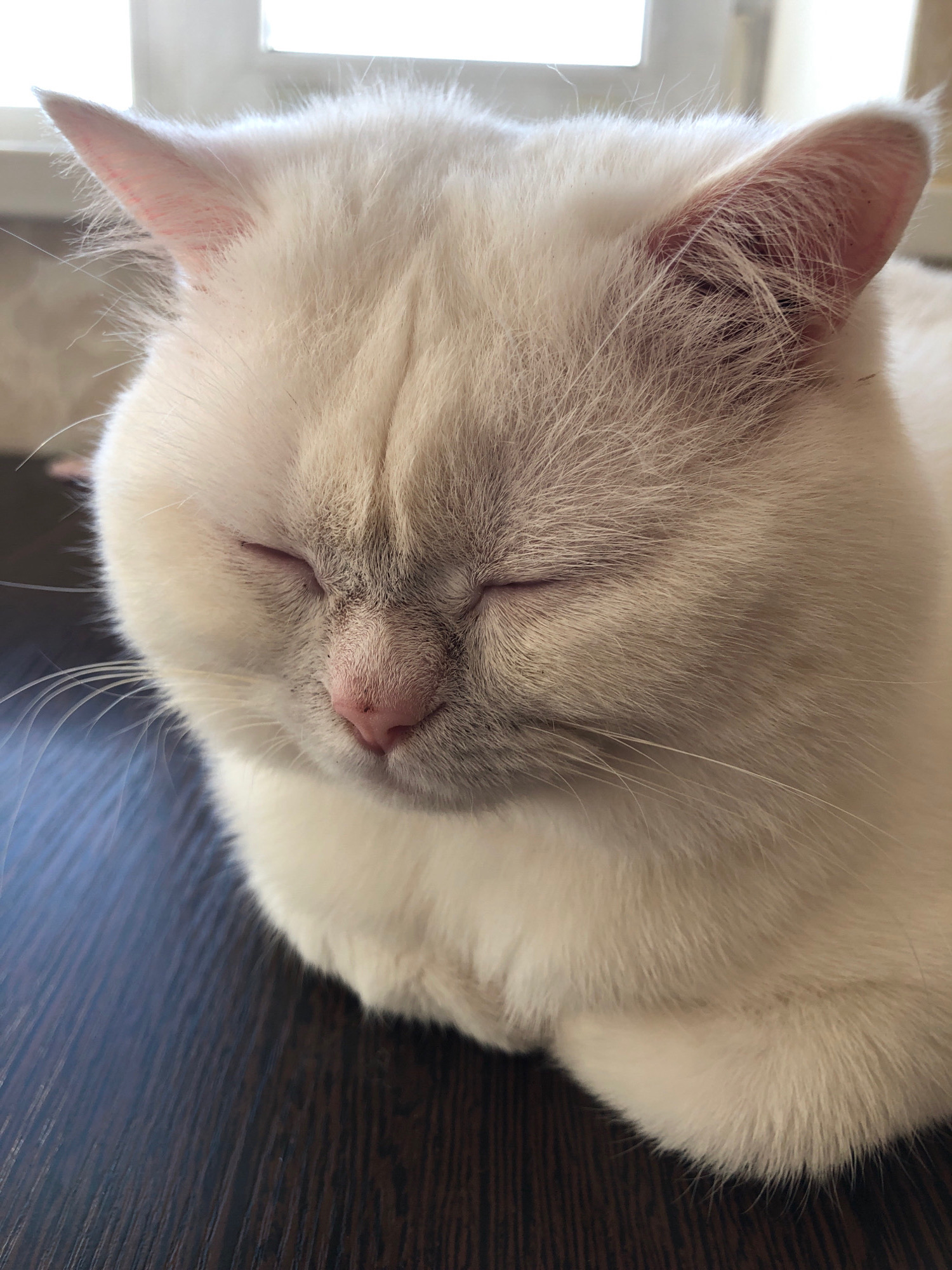 A close-up, eye-level, vertical, natural light shot shows a fluffy, white domestic cat with its eyes closed, resting on a dark brown wooden surface. The cat's fur is predominantly white, with subtle greyish-blue shading on its forehead and ears, which are pink inside and covered in fine white hairs. The cat's nose is a light pink. The background is blurred, with the top portion featuring a bright, white, diffused light, likely from a window or skylight, and the bottom portion showing the dark wood grain of the surface. The image is sharp and detailed, focusing on the texture of the cat's fur and the subtle color variations. There are no people or other animals visible. The context of "Unknown, Russia" is not discernible from the image itself.
