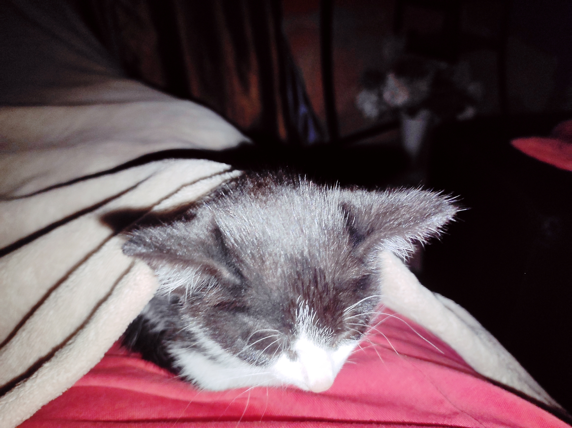 A kitten lies sleeping under a tan-colored blanket, with its head resting on a red surface. The kitten is primarily black and white. The image was not taken in Jos, Nigeria. The location is unknown. A blurry object is visible in the background.