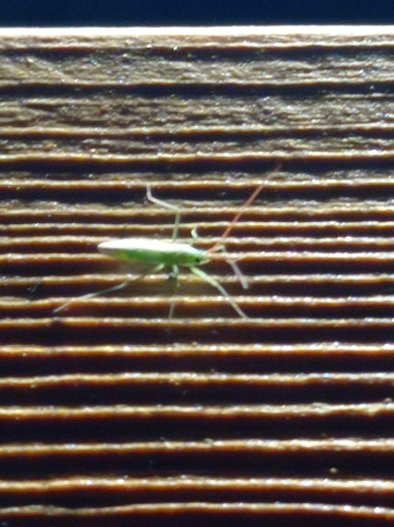 The image shows a small, light green insect with long, thin legs and antennae resting on a textured, brown surface that appears to be wood with horizontal grooves. The insect is positioned horizontally, with its body elongated and its legs splayed out. The background is dark and out of focus. The image is a close-up shot, suggesting a macro lens was used. There are no discernible features to indicate the location within the city of Degtyarsk, Russia. The scene is sterile and lacks any context beyond the insect and its immediate environment.