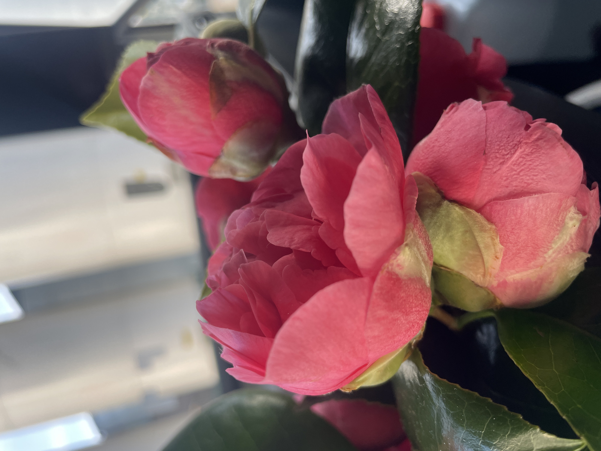 The image shows a close-up of several pink camellia flowers with glossy green leaves. The flowers are in various stages of bloom, with some fully open and others still tightly closed buds. The background appears to be an office setting with a fluorescent light fixture and window panes. It is impossible to verify the location of the photograph in Carhaix-Plouguer, France. There are no people, subjects, objects, actions, or interactions to discuss in relation to Carhaix-Plouguer, France.