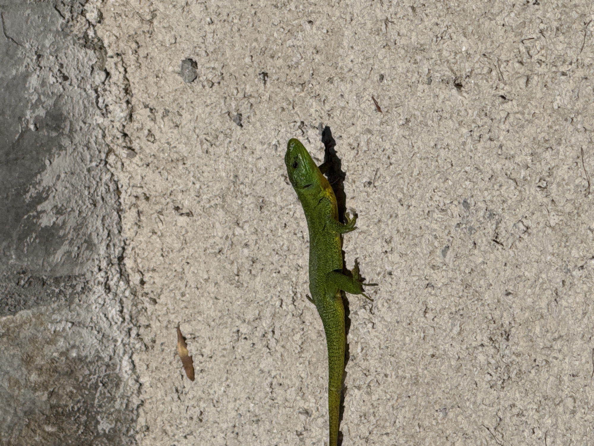 An adult male European green lizard (Lacerta viridis) is basking on a rough, light-colored concrete surface. The lizard is positioned horizontally, facing right, with its body slightly elevated. Its skin displays a vibrant green coloration with darker speckling, and a yellowish hue is visible on its throat and underbelly. Its tail is long and tapering. The background consists of a rough, grey concrete wall above the surface the lizard is on. A single dry leaf is visible on the concrete surface behind and to the left of the lizard, and a small stone is present to the right. The lighting suggests it is daytime, with a clear shadow cast by the lizard. The scene is an outdoor environment, possibly a wall or pathway in a residential or urban setting in Kavač, Montenegro.
