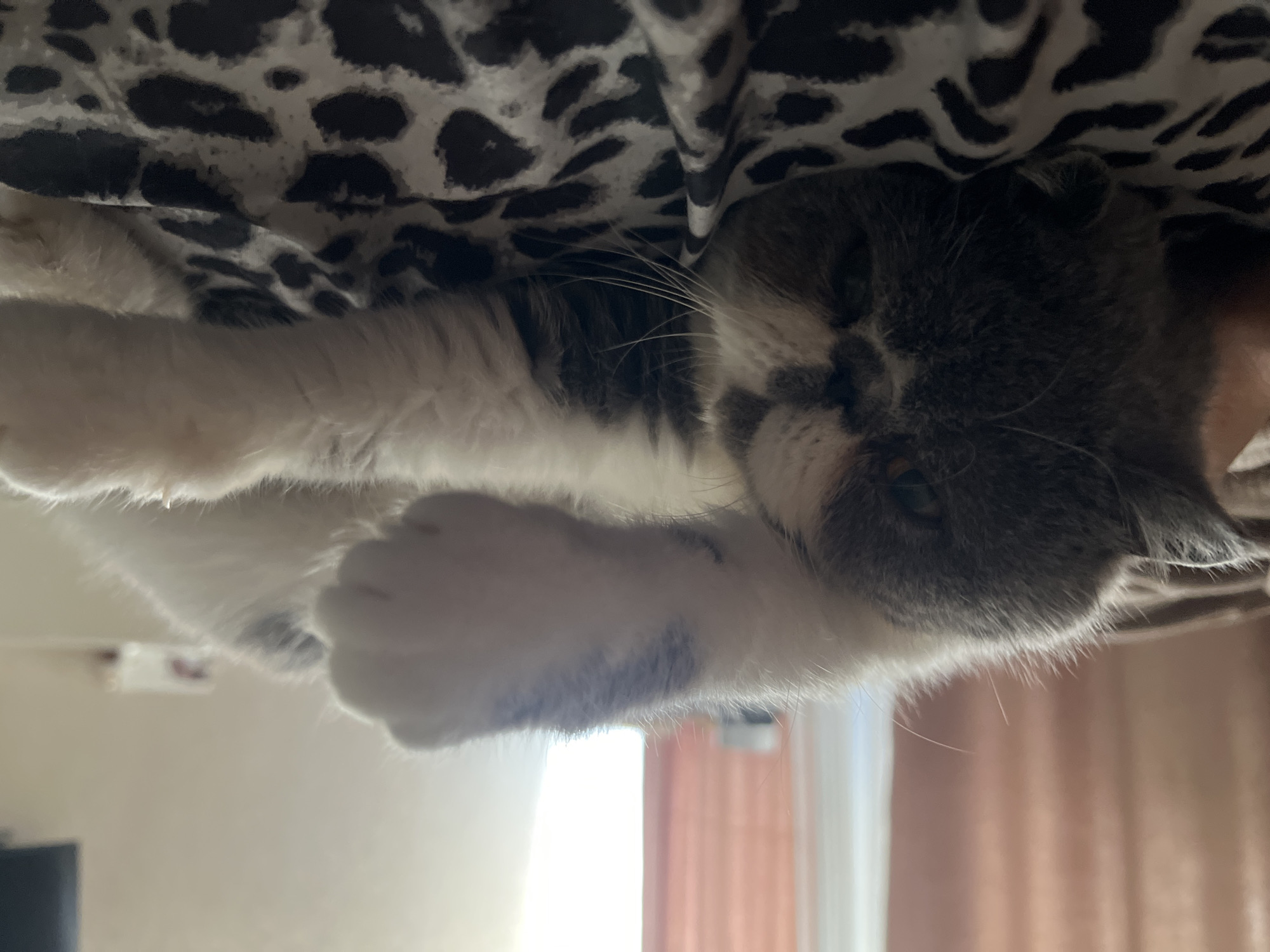 The image shows a close-up, upside-down view of a domestic cat, possibly a Scottish Fold due to its folded ears, nestled under a patterned fabric, likely a blanket or bedsheet with a black and white animal print. The cat has grey and white fur and is mostly hidden, with only its head and paws visible. Its eyes are open and appear to be a greenish-yellow. One of its front paws is resting on a white surface, likely the cat's own body. The background is blurred but suggests an indoor setting with soft lighting, possibly from a window. The cat appears relaxed and comfortable. The time of day is not clearly indicated, but the lighting suggests daytime. The location context is Krasnodar, Russia. There is no visible text in the image.