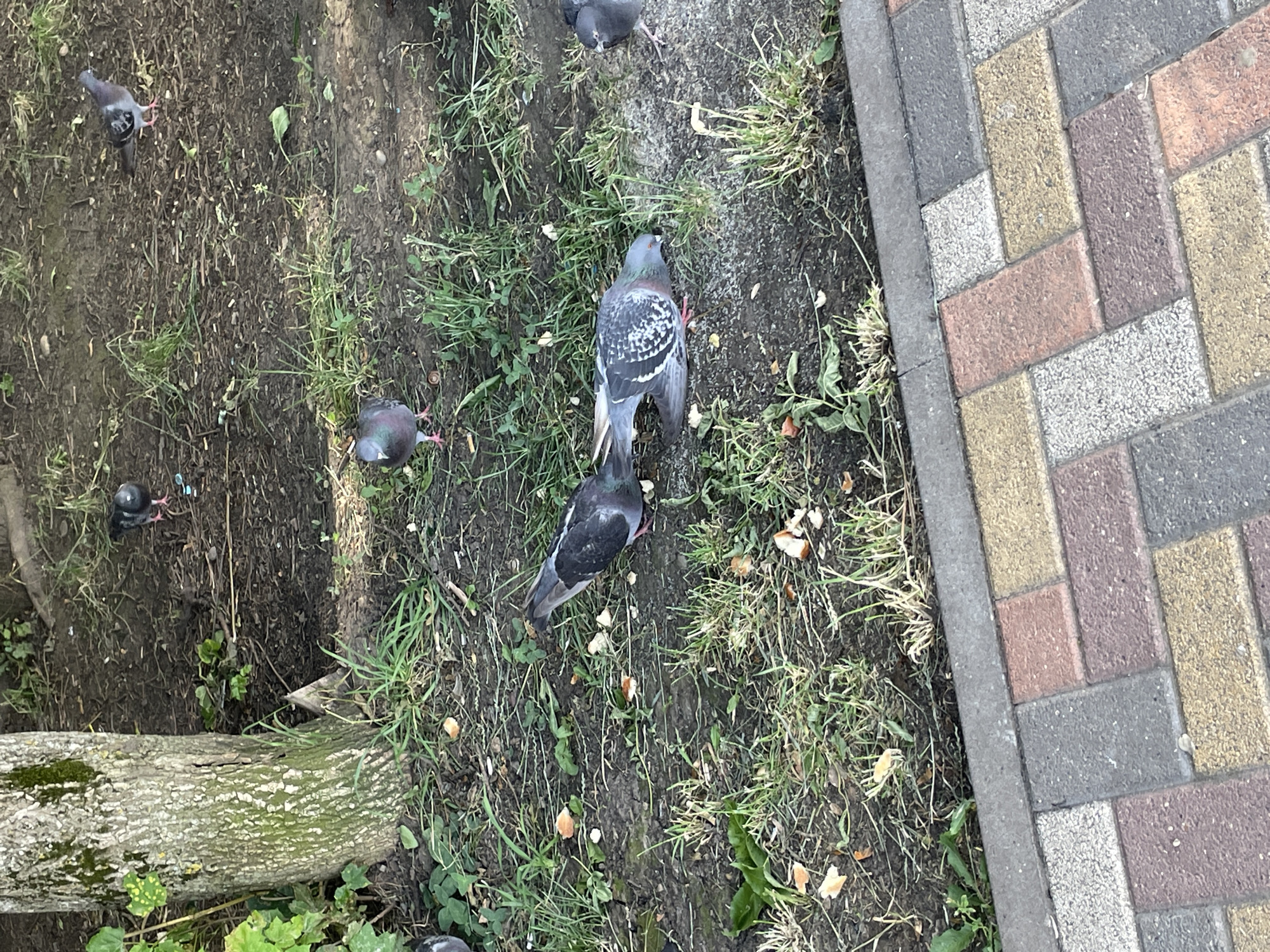 This image depicts a group of pigeons foraging on the ground near a tree. The ground is covered with dirt, scattered grass, and small pieces of bread or food scraps. A paved walkway with multi-colored bricks is visible in the foreground. The scene appears to be an outdoor public space, possibly a park or a sidewalk area within the city of Stavropol, Russia, given the context of the prompt. There are no humans visible in the image. The pigeons are the sole subjects, actively engaged in feeding.