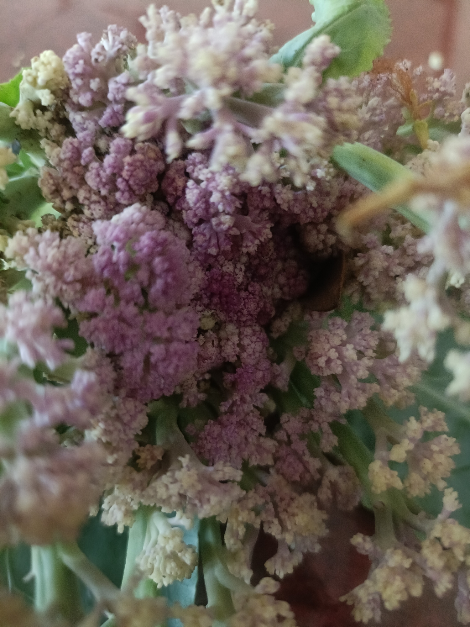 The image is a close-up, macro photograph of a bunch of purple and white cauliflower florets. The florets are tightly packed and have a textured, bumpy surface. Some green leaves are visible in the background, suggesting the cauliflower is freshly harvested. The lighting is soft, creating a slightly blurred effect that emphasizes the details of the florets. There are no people, animals, or any other objects visible in the frame. The setting appears to be domestic or agricultural, likely a kitchen or a garden. Without further context, it is impossible to determine the location in Kediri City, Indonesia.
