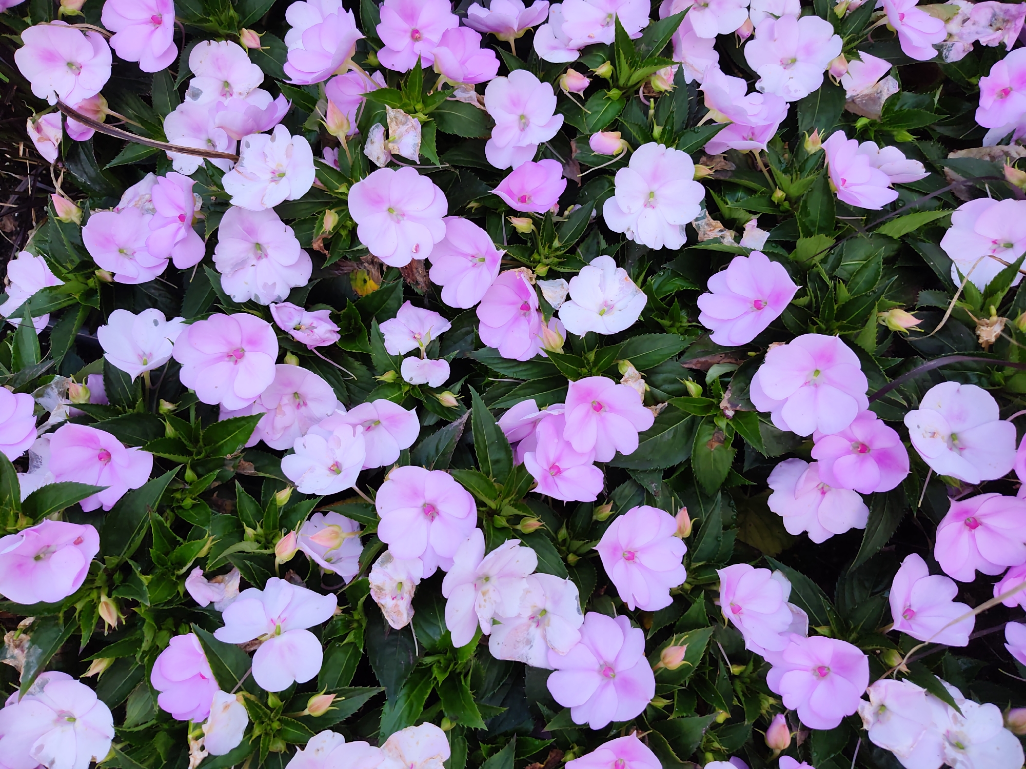 A dense, overhead shot captures a bed of light pink and white impatiens flowers in full bloom, interspersed with dark green foliage. The flowers are varied in their openness, with some fully bloomed and others in bud. The scene is devoid of any people or man-made objects. The image does not provide any information that would allow for the determination of its location in Tallinn, Estonia.
