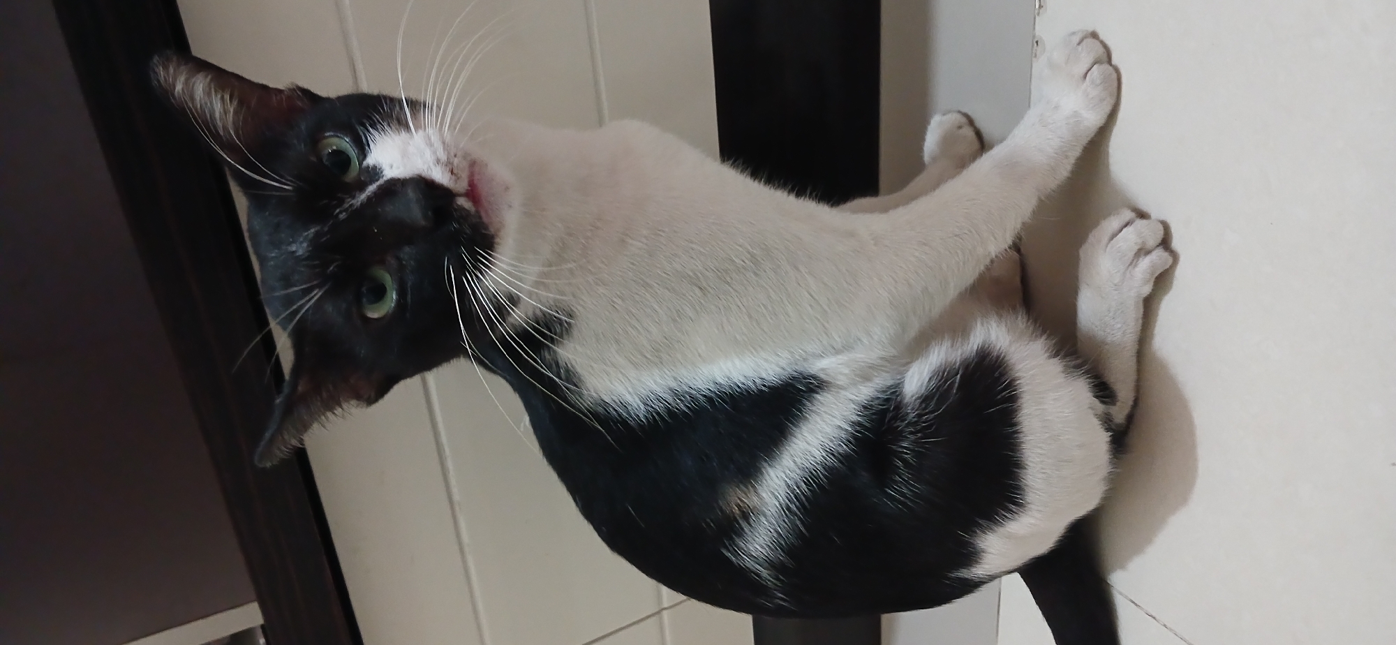 A black and white cat with green eyes is sitting on a light-colored tiled floor in what appears to be an indoor setting. The cat is facing the camera with its body turned slightly to the left. A dark horizontal stripe is visible on the wall behind the cat. The cat's fur is predominantly white with black patches, including a black head with white markings on its face and a white chest and belly. Its tail is black. The cat's paws are white. There is a slight pink tinge visible on its tongue. The image quality is moderate. The provided crops show close-ups of the cat's face, ears, and paws, as well as the background.
There is no information in the image that indicates the location in the city of Tanjung Balai Karimun, Indonesia.
