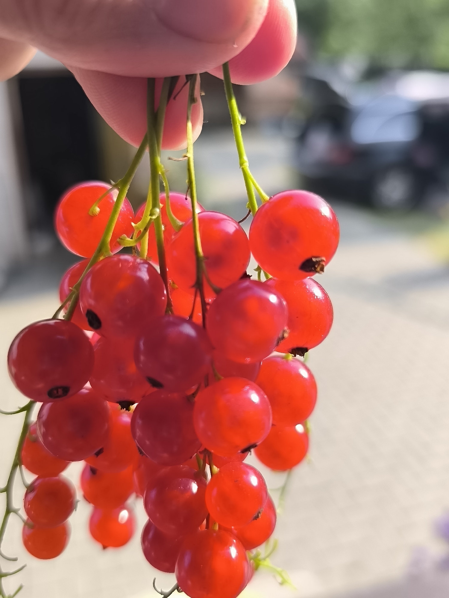 A close-up, eye-level, outdoor shot features a bunch of ripe red currants being held by a person's fingers. The currants are round, vibrant red, and glossy, with some showing small dark calyxes at their ends. They hang from thin green stems, creating a cluster. The background is blurred, showing hints of a driveway or pavement, a dark-colored vehicle, and some greenery, suggesting a residential outdoor setting. The lighting is natural and bright, casting soft shadows and highlighting the translucence of the berries. The location is identified as Dercekliai, Lithuania.