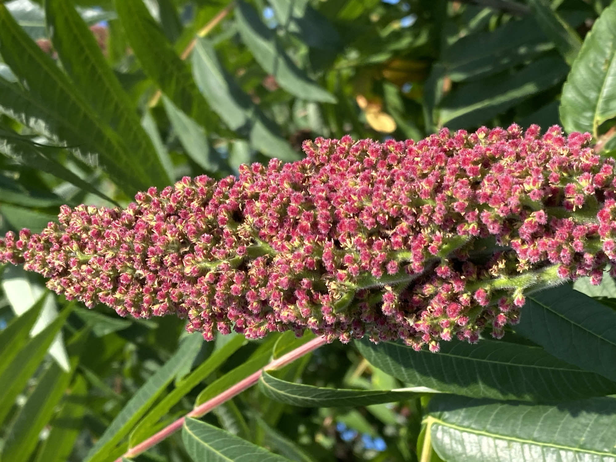 This is a close-up, eye-level shot of a blooming staghorn sumac plant. The main subject is the large, conical inflorescence, composed of countless tiny, fuzzy, reddish-pink flowers with yellow tips. The flower cluster is elongated and tapers towards the left. The stem supporting the flower cluster is green and hairy, with a pinkish hue in some areas.
Surrounding the flower cluster are the plant's characteristic compound leaves. These leaves are large, pinnately compound, and a deep green color. They are sharply serrated along the edges. The leaves are arranged in a way that creates a lush, leafy background, with some leaves in sharp focus and others softly blurred due to the shallow depth of field.
The lighting suggests it is daytime, likely late morning or afternoon, with bright sunlight casting shadows and highlighting the textures of the flowers and leaves. The overall mood is natural and vibrant, showcasing the beauty of the plant in bloom. There are no people, animals, or text visible in the image. The setting appears to be outdoors in a natural environment, possibly a garden, park, or roadside, where sumac plants commonly grow. The image is sharp and well-composed, drawing the viewer's attention to the intricate details of the sumac flowers.