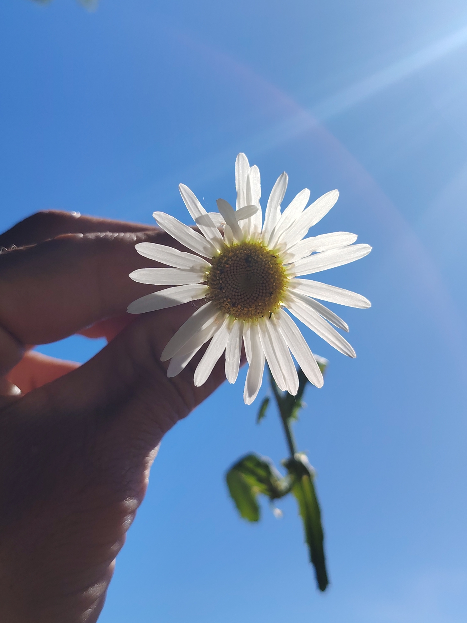 A close-up, low-angle shot features a hand holding a white daisy with a yellow center against a bright blue sky. The sun is shining, creating lens flare and illuminating the flower's petals from behind. A portion of the daisy's stem and a green leaf are visible below the flower. The image was taken in Chaikovsky, Russia.