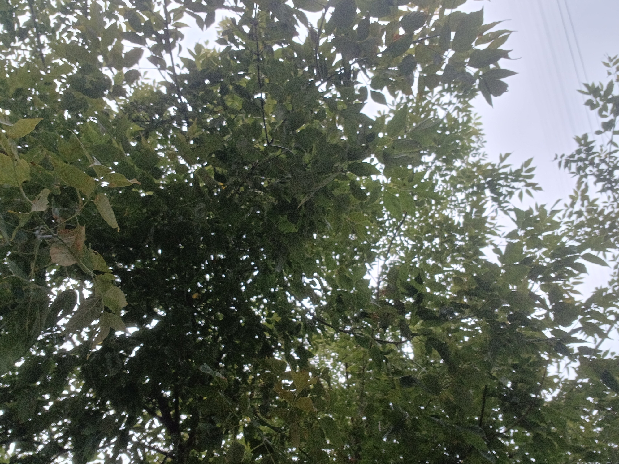 The image is a low-angle shot looking up through the canopy of a tree with dense green foliage. The leaves are varied in shape and size, some appearing lighter green and others darker, with a few hints of brown suggesting slight discoloration or drying. Sunlight filters through the gaps in the leaves, creating a dappled effect against a hazy, overcast sky. In the upper right quadrant, thin, dark horizontal lines are visible against the sky, which appear to be electrical wires or power lines. The scene depicts a natural element, a tree, within an urban or suburban environment, evidenced by the presence of the overhead wires. The overall impression is one of looking up at the sky from beneath the shelter of tree branches on a cloudy day.