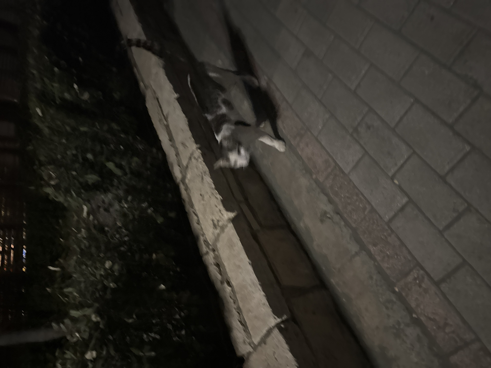 The image shows a gray and white cat walking on a paved sidewalk at night, in the Agios Tychona Community, Cyprus. The cat is in motion, with its body slightly blurred. It is walking towards the right side of the frame. The sidewalk is made of interlocking concrete pavers. Behind the sidewalk, there is a stone wall, and behind the wall, there are dark green bushes. In the background, the lights of a building are visible, suggesting an urban or suburban setting. The overall lighting of the scene is dim, indicating it is nighttime.