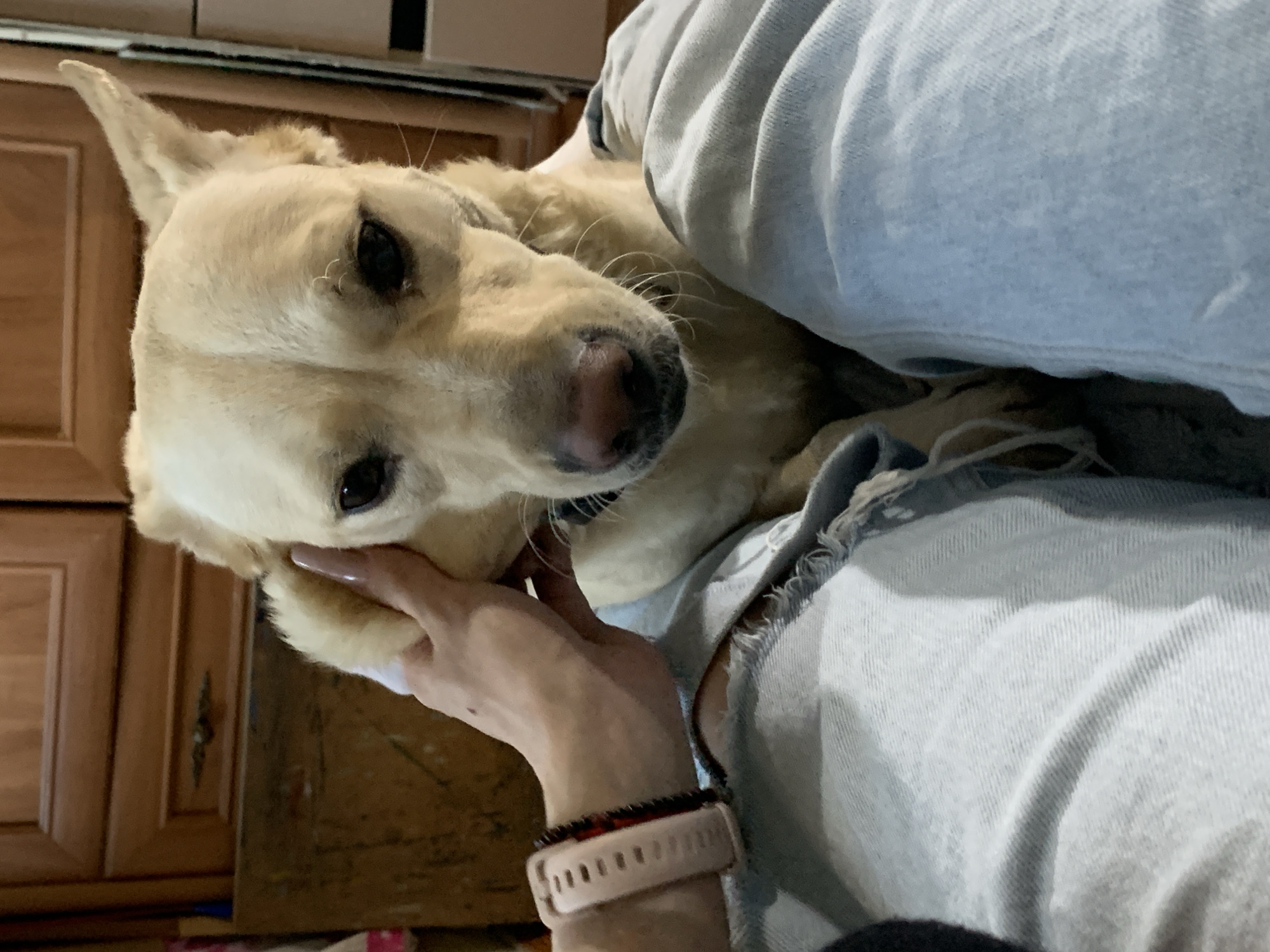 A light yellow labrador dog rests its head on a person's lap. The person is wearing light blue denim clothing. The person's hand is touching the dog's face. The person is also wearing a pink watch. The background includes wooden cabinets. The location is not discernible from the image.