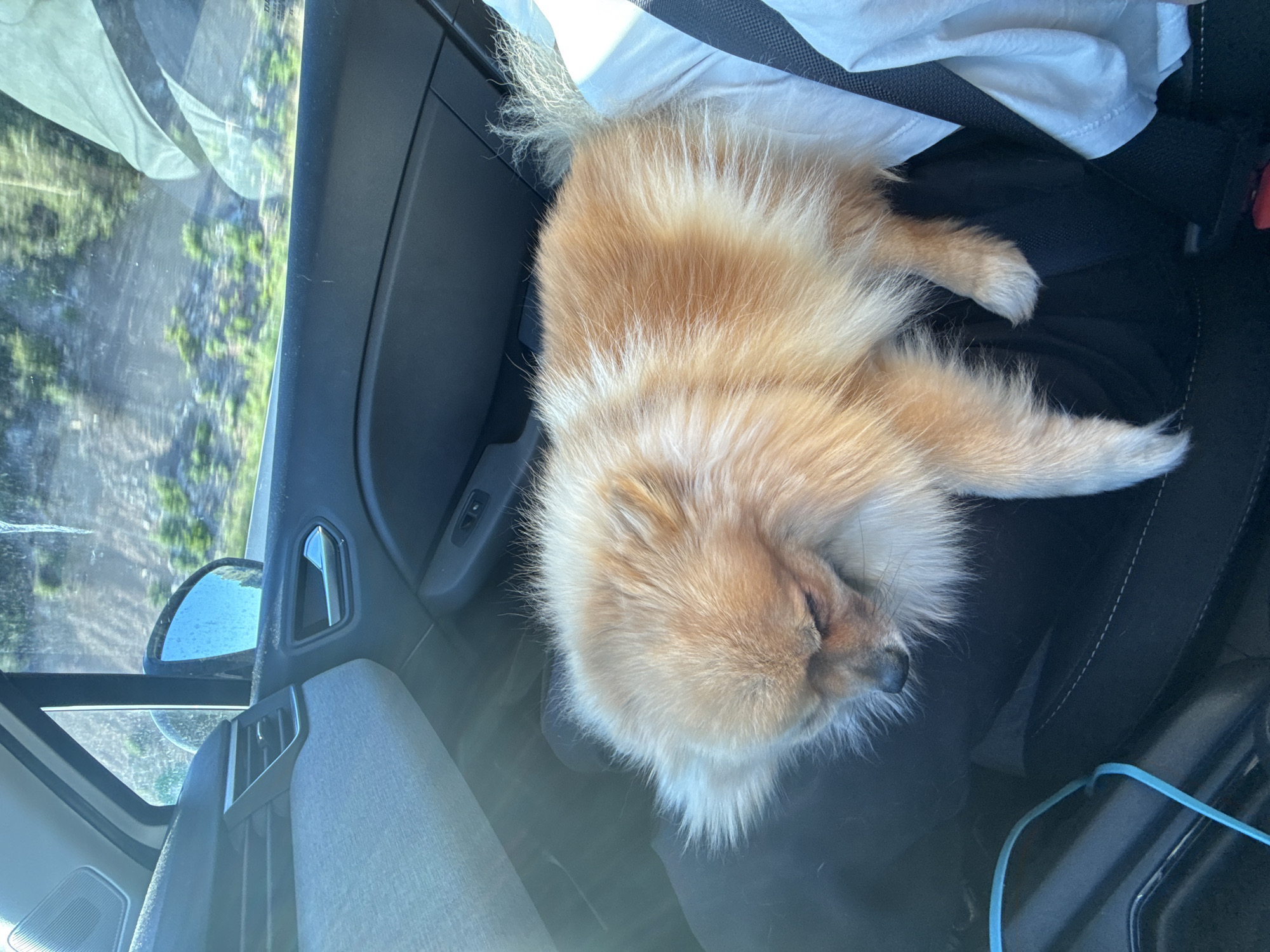 A fluffy, light-orange and white dog, resembling a Pomeranian, is captured sleeping soundly on the passenger seat of a car. The dog is curled up, its eyes closed, with its head resting. Its dense, shaggy fur shows variations in color, with lighter white fur on its belly, paws, and tail.
The setting is the interior of a car, likely in motion or parked in a sunny location. Visible car features include a dark dashboard, a grey fabric door panel, a side mirror reflecting a bright outdoor scene with blurred green foliage, and a black seatbelt. Sunlight streams into the car, casting bright highlights on the dog's fur and creating glare on the windows.
The image suggests a peaceful moment during a car journey on a bright, sunny day, with the dog comfortably asleep. No human subjects are visible, and no discernible text appears within the frame. The external environment, though blurry, indicates natural scenery with trees. The location context is Pourrières, France.