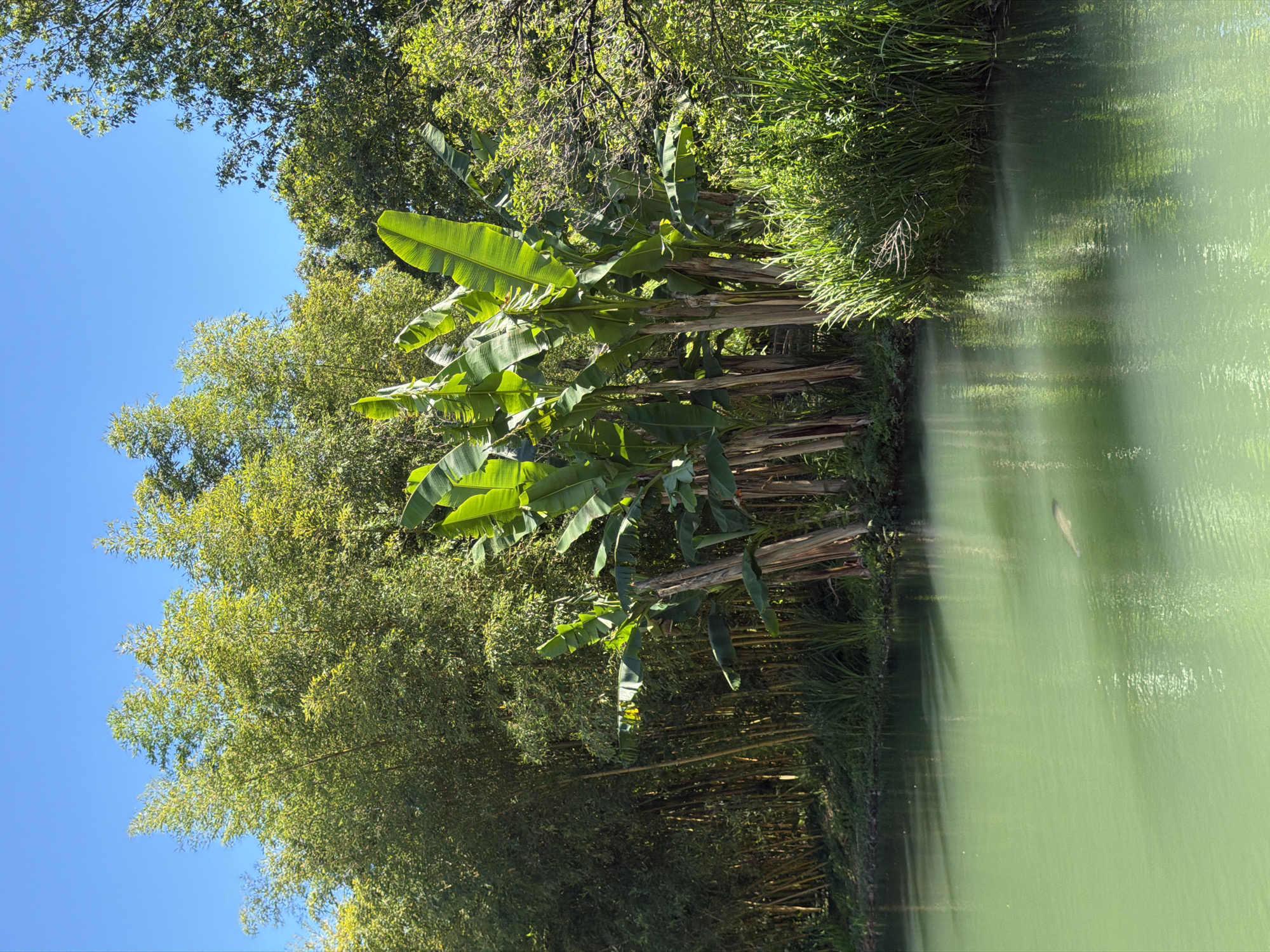 The image shows a serene natural landscape with a body of calm, green water in the foreground. The water reflects the lush vegetation on the bank. On the left side of the bank, a dense cluster of tall, slender bamboo stalks are visible, bathed in sunlight. To the right of the bamboo, several large banana trees with their characteristic broad, green leaves stand prominently. Beyond these, more trees and foliage create a verdant backdrop. The sky above is a clear, bright blue. In the water, a single fish is visible swimming just below the surface. The scene depicts a tranquil outdoor environment, likely a botanical garden or park, within the city of Sirius, Russia.