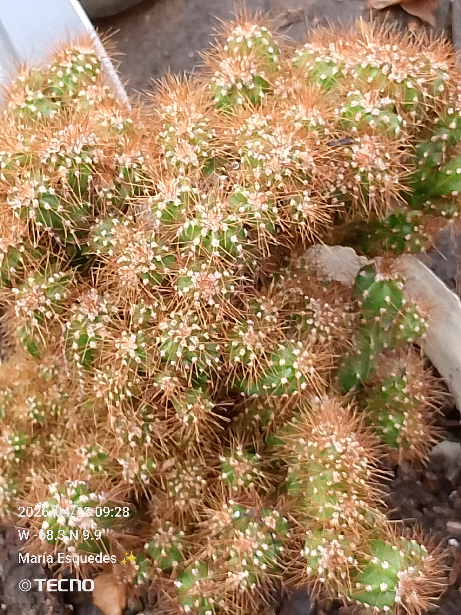 The image shows a cluster of small, green cacti densely covered with brown spines and small white areoles. The cacti are planted in a container with a dark, soil-like substrate. A small, light-colored object is visible among the cacti on the right. The location is indicated as Tinaquillo, Venezuela, according to the embedded data "W -68.3 N 9.9". The image also contains a timestamp of "2026/04/13 09:28" and the name "María Esquedas" associated with the image. "TECNO" is also present, presumably indicating the device used to capture the image.