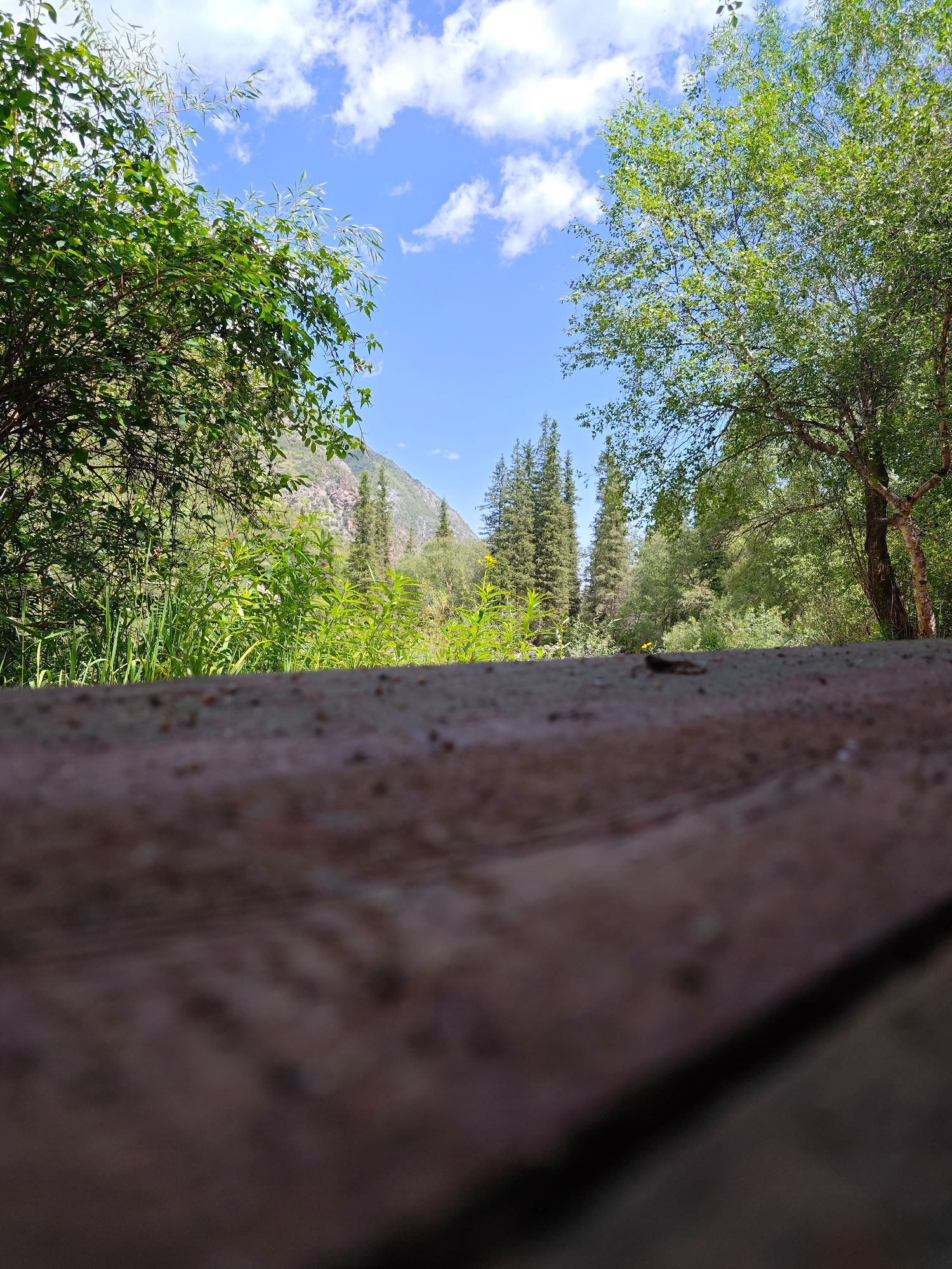 In this low-angle, ground-level photograph taken in the city of Unknown, Unknown, a wooden surface occupies the foreground, its texture and grain clearly visible. Beyond this surface, the scene opens up to a natural landscape. Lush green foliage dominates the midground, with a variety of trees and plants creating a dense forest-like appearance. In the background, a majestic mountain rises, its rocky slopes partially visible. The sky above is a vibrant blue, dotted with fluffy white clouds. The overall impression is one of a serene, natural environment on a clear, sunny day.