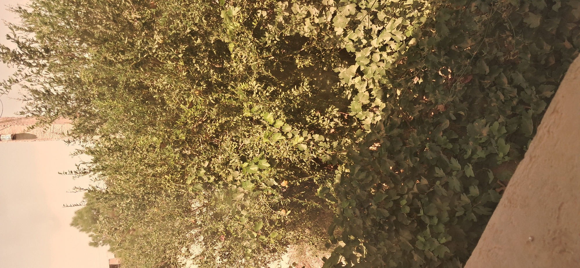 The image shows a dense, leafy green bush in Yazy, Turkmenistan. The bush is laden with many small, round, yellowish-orange fruits, suggesting it may be a pomegranate bush. The lower part of the image is dominated by the thick foliage of the bush, with some larger, lobed leaves visible. In the background, a light-colored, weathered pole with what appears to be electrical or communication equipment attached is visible, along with a hint of a brick structure. The sky in the upper portion of the image is overcast and appears hazy, with a light orange tint. The foreground features a textured, light brown surface, possibly a wall or ledge.