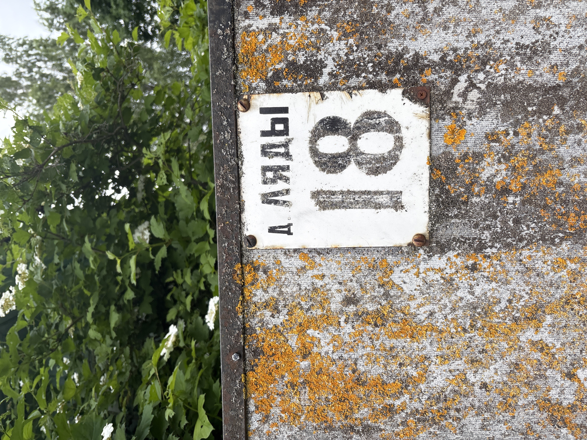 This is a close-up, eye-level, outdoor, vertical, full-color photograph of a weathered white sign with black lettering and numbers, mounted on a rough, textured concrete wall. The wall is heavily stained with orange lichen, particularly on the left side. Green foliage, with some white flowers, is visible in the upper portion of the frame, suggesting an outdoor environment. The sign itself appears to be made of paper or a similar material and is affixed to the wall with screws. The text on the sign reads "Ляды" above the number "18". The setting appears to be in Lyady, Russia, as indicated by the text on the sign. The concrete wall has a distressed and aged appearance.
