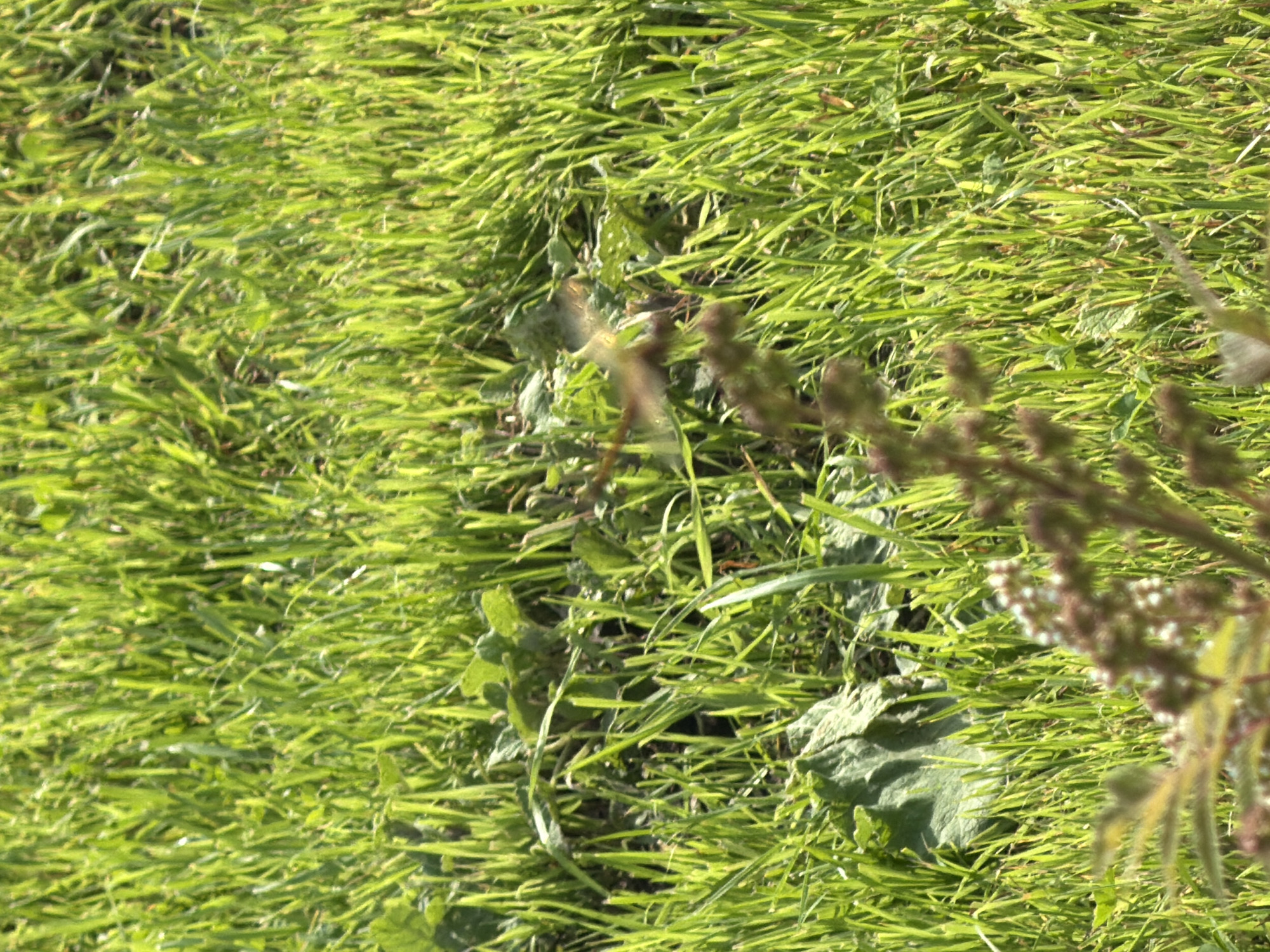 A close-up, eye-level, outdoor shot captures a dense, bright green grassy field under natural sunlight. The grass is thick and appears somewhat unkempt, with a variety of blades and some fallen leaves visible amongst the growth. In the mid-ground, a small, brown, leafy plant with seed-like structures protrudes from the grass, slightly blurred by the focus. To the left of this plant, a blurry, amber-colored dragonfly is visible in flight, with its wings spread. The background consists of more of the same green grass, extending into a soft focus, indicating depth. The lighting creates distinct shadows, highlighting the textures of the grass. This scene is located in Usolye, Russia.
