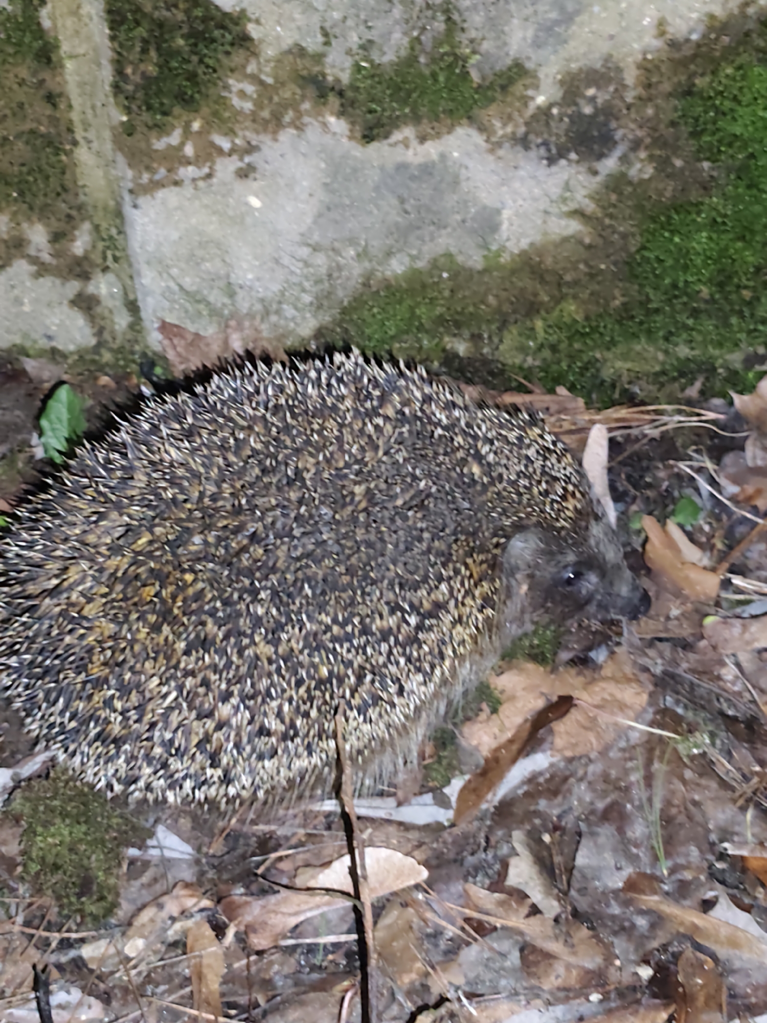 The image shows a hedgehog in a natural environment. The hedgehog is positioned in the lower center of the frame, surrounded by fallen leaves, twigs, and patches of moss. The background features a stone structure covered in moss. The location, Kratovo, Russia, is not evident from the image.