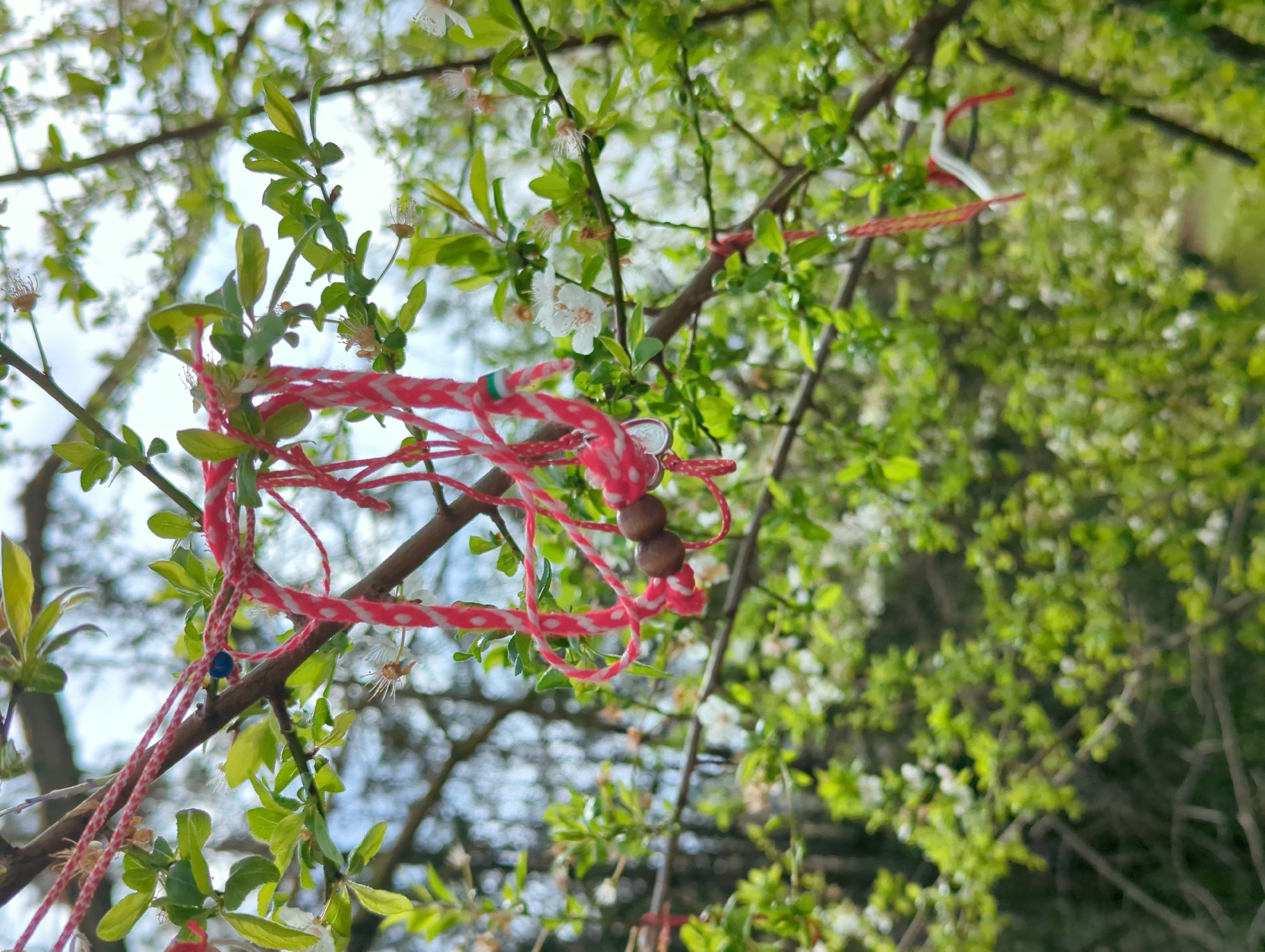 The image shows a tree branch in Varna, Bulgaria, with a martenitsa (a traditional Bulgarian symbol for health and good luck) tied to it. The martenitsa is made of red and white twisted yarn, with additional beads. The tree has small green leaves and white blossoms. The sky is visible through the branches. The background shows more greenery and tree branches, some also with martenitsas attached.