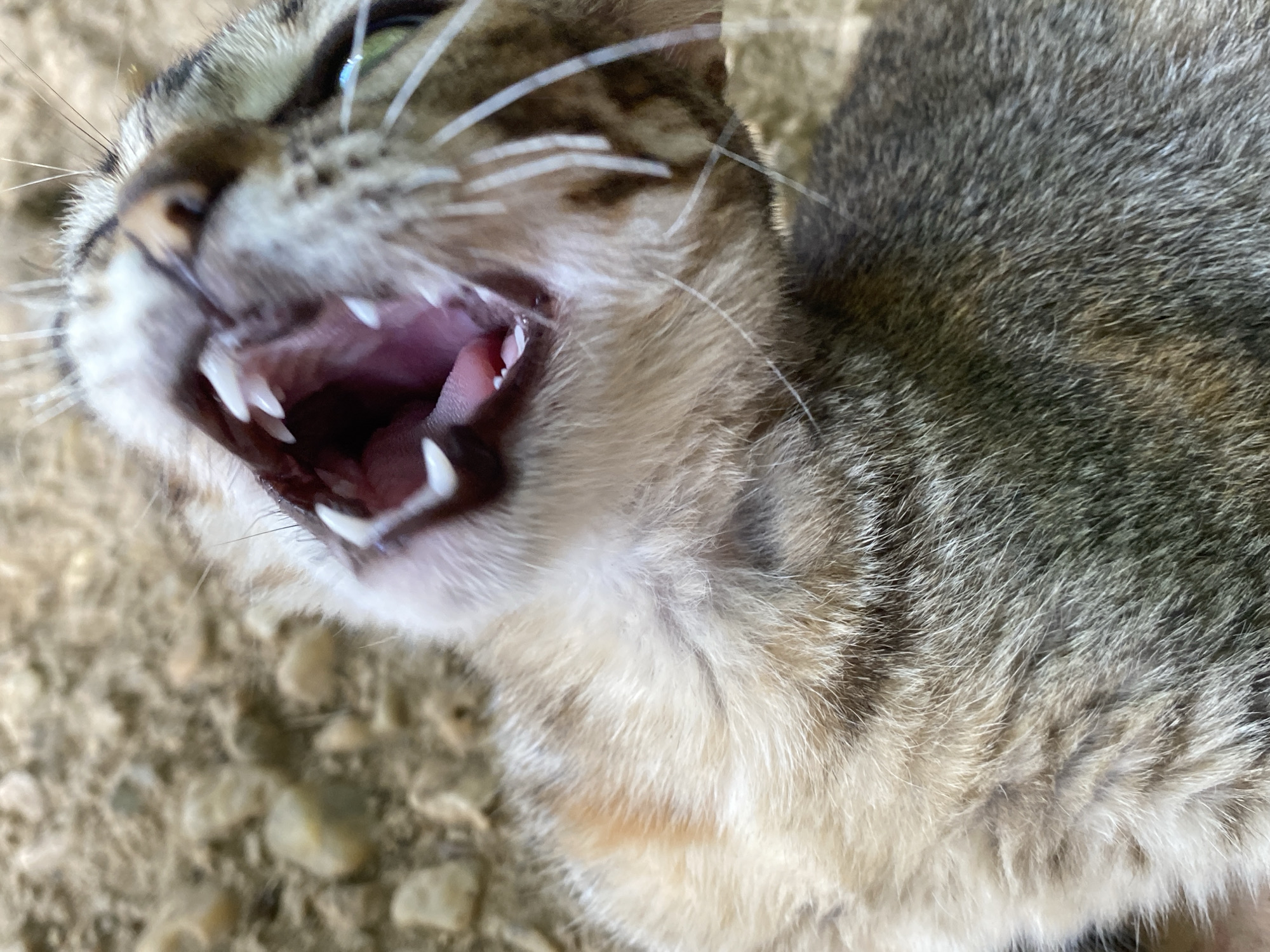 A close-up, slightly upward-angled shot captures a domestic tabby cat with its mouth wide open, appearing to vocalize or display its teeth. The cat's head and upper body fill the left and center of the frame. Its fur exhibits a classic tabby pattern with stripes and patches of grey, brown, and cream/white. Long, white whiskers extend from its muzzle. A vibrant green eye with a dark pupil is visible in the upper left of the cat's face.
The cat's mouth is agape, prominently revealing sharp white canines and smaller incisors, along with pink gums and the roof of its mouth. This baring of teeth suggests an intense action, possibly a warning, a loud meow, a hiss, or a deep yawn.
The background is an out-of-focus, textured, light brown surface, resembling dirt or gravel scattered with small pebbles, indicating an outdoor setting. The bright, natural illumination suggests the photograph was taken during the daytime. No text is visible in the image. This scene occurs in Tinaquillo, Venezuela.