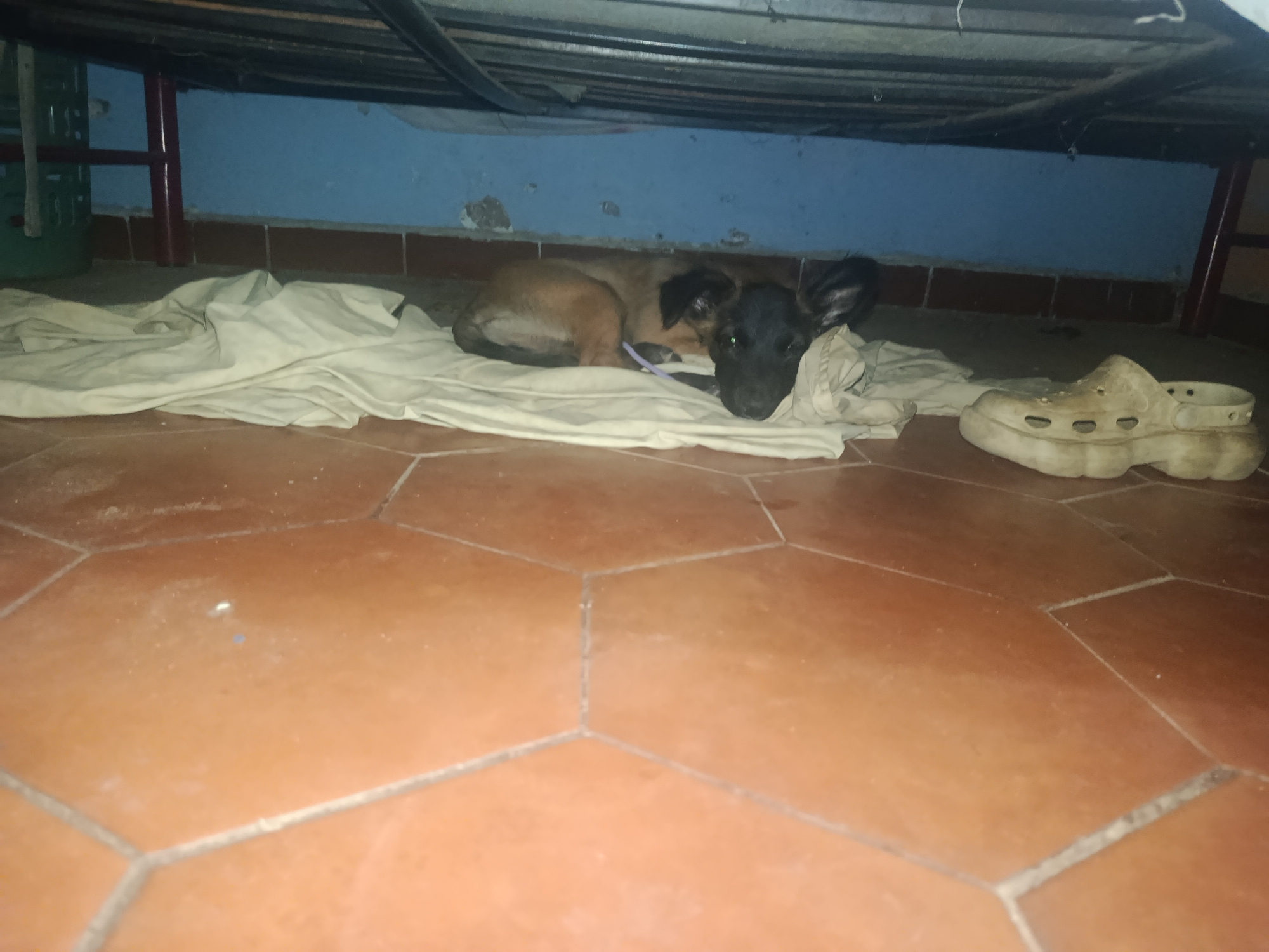 A tan and black dog lies on a white sheet under a bed in a room with hexagonal terracotta floor tiles. A dirty beige Croc-style shoe sits near the dog. The lower wall is blue. This image was taken in the city of Juan Griego, Venezuela.
