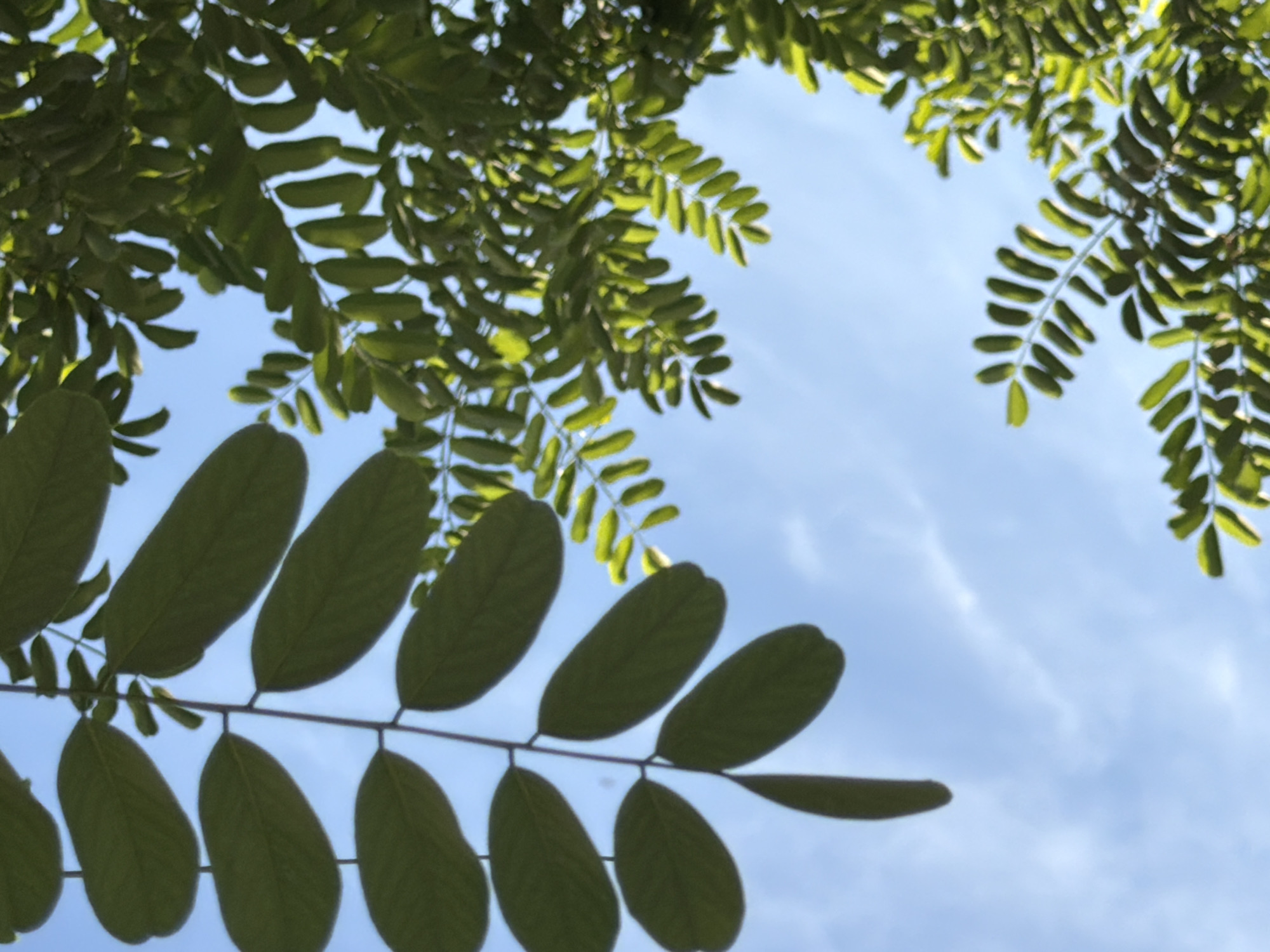 An upward-facing, medium shot captures a clear blue sky through the lush green foliage of tree branches. On the left, a branch with large, oval-shaped leaves hangs downwards, its stem visible against the sky. To the right, a denser cluster of smaller, elongated leaves fills the frame, illuminated by sunlight, creating a vibrant green hue. The sky is dotted with wispy white clouds. This scene is located in Arcahueja, Spain.
