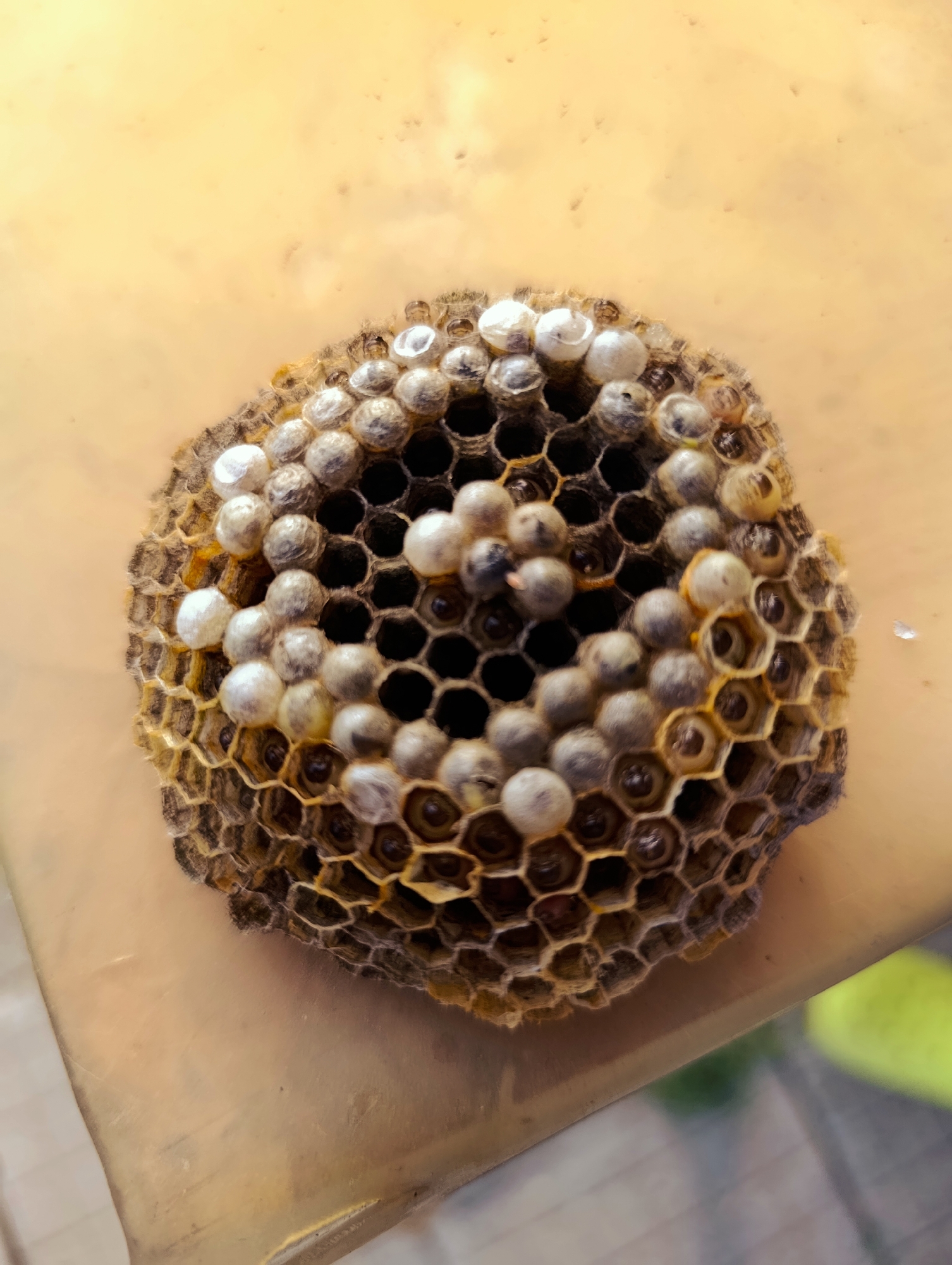 A close-up overhead shot shows a small, round wasp nest with many hexagonal cells containing white or light-colored larvae. The nest is on a flat, beige surface that appears to be outdoors, possibly a table or ledge. Some of the cells are empty and dark, while others have clearly visible larvae. The background is out of focus and shows a warm, yellow hue. The image was taken in Shiroko Pole, Bulgaria.