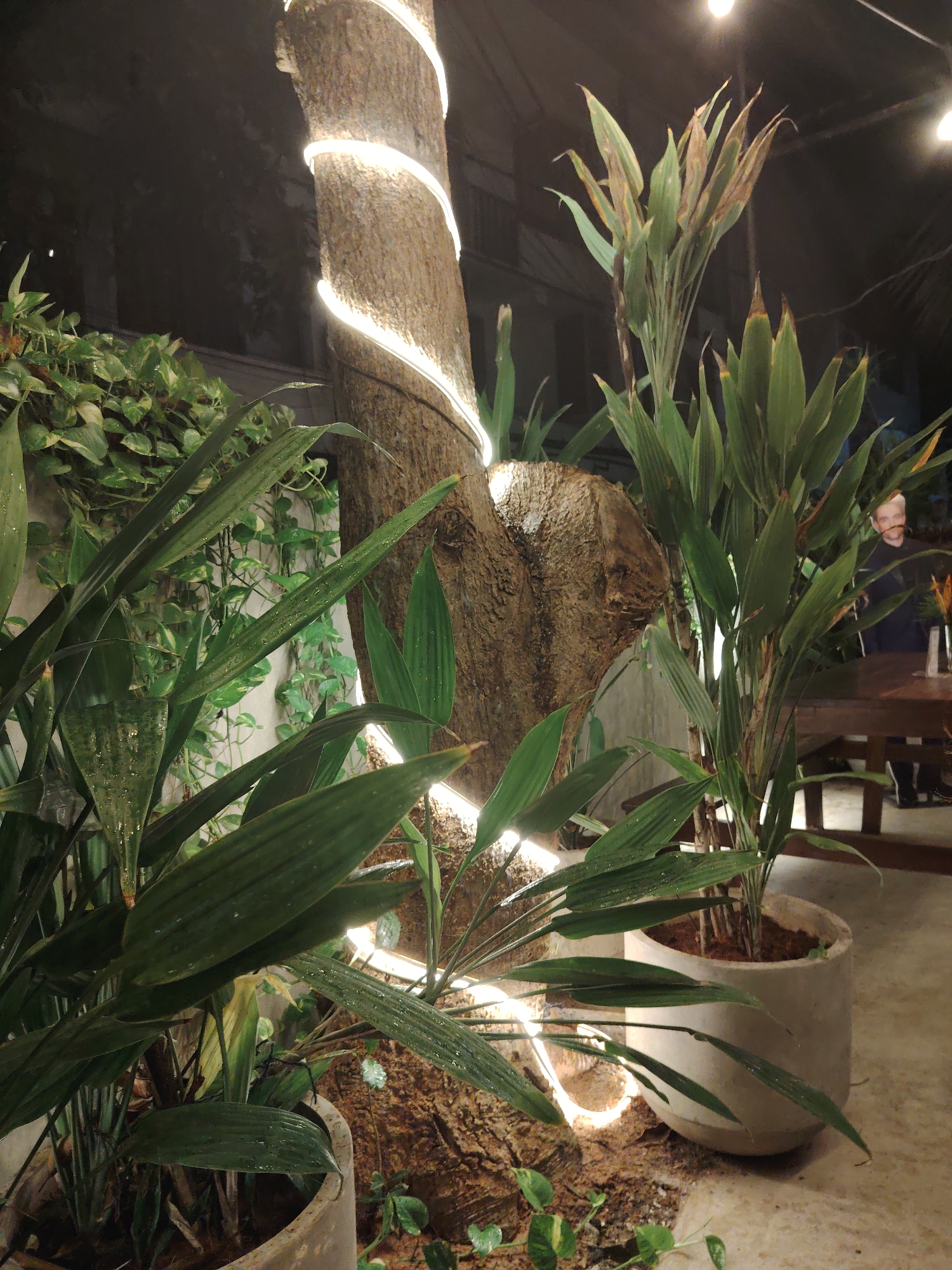 This image depicts a dimly lit, tropical or subtropical garden setting, likely an outdoor or semi-outdoor area of a cafe, restaurant, or private residence in an unknown city. A prominent, textured tree trunk, light brown in color, stands centrally, wrapped with a spiral of bright white LED string lights that illuminate its bark. Several large, dark green, broad-leafed plants, some with water droplets on their surfaces, are situated in light-colored, round concrete pots in the foreground and midground. Some of these plant leaves show areas of browning or desiccation at their tips. To the upper left, a dense cluster of variegated Pothos plants with green and light green/yellow leaves is visible against a darker background.
In the upper right background, multiple warm-toned, circular overhead lights are partially visible. A wooden table with dark legs and a dark surface is present in the mid-right background. Behind this table, a blurry, light-skinned individual with short, light-colored hair and wearing a dark top is partially visible, facing towards the left side of the frame. On the table, a small vase containing orange and yellow elements (possibly flowers or decorative items) is discernable. The ground surface is a light-colored, rough texture, appearing to be concrete or stone. The overall environment suggests a natural, carefully lit space, possibly intended for relaxation or dining.