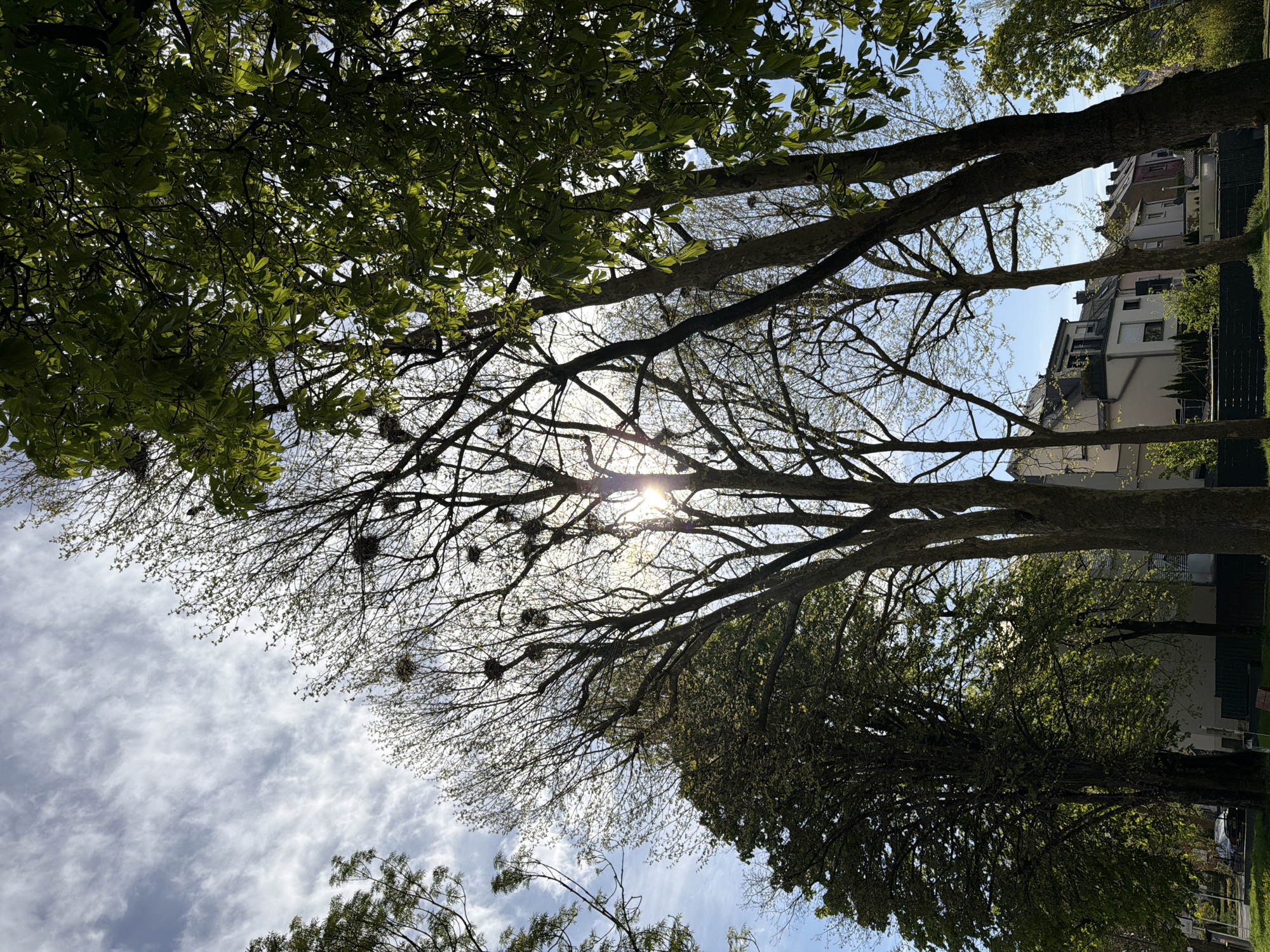 The image is a low-angle shot taken in Esch-sur-Alzette, Luxembourg, looking upwards through the branches of trees toward a partly cloudy sky with the sun visible through the branches. Some of the branches are bare, while others have new spring leaves. Clusters of dense, dark, round structures are visible on some of the branches, possibly mistletoe or old bird nests. Buildings can be seen behind the trees, suggesting an urban environment. The lighting suggests it is daytime. The photograph appears to have been rotated 90 degrees clockwise.