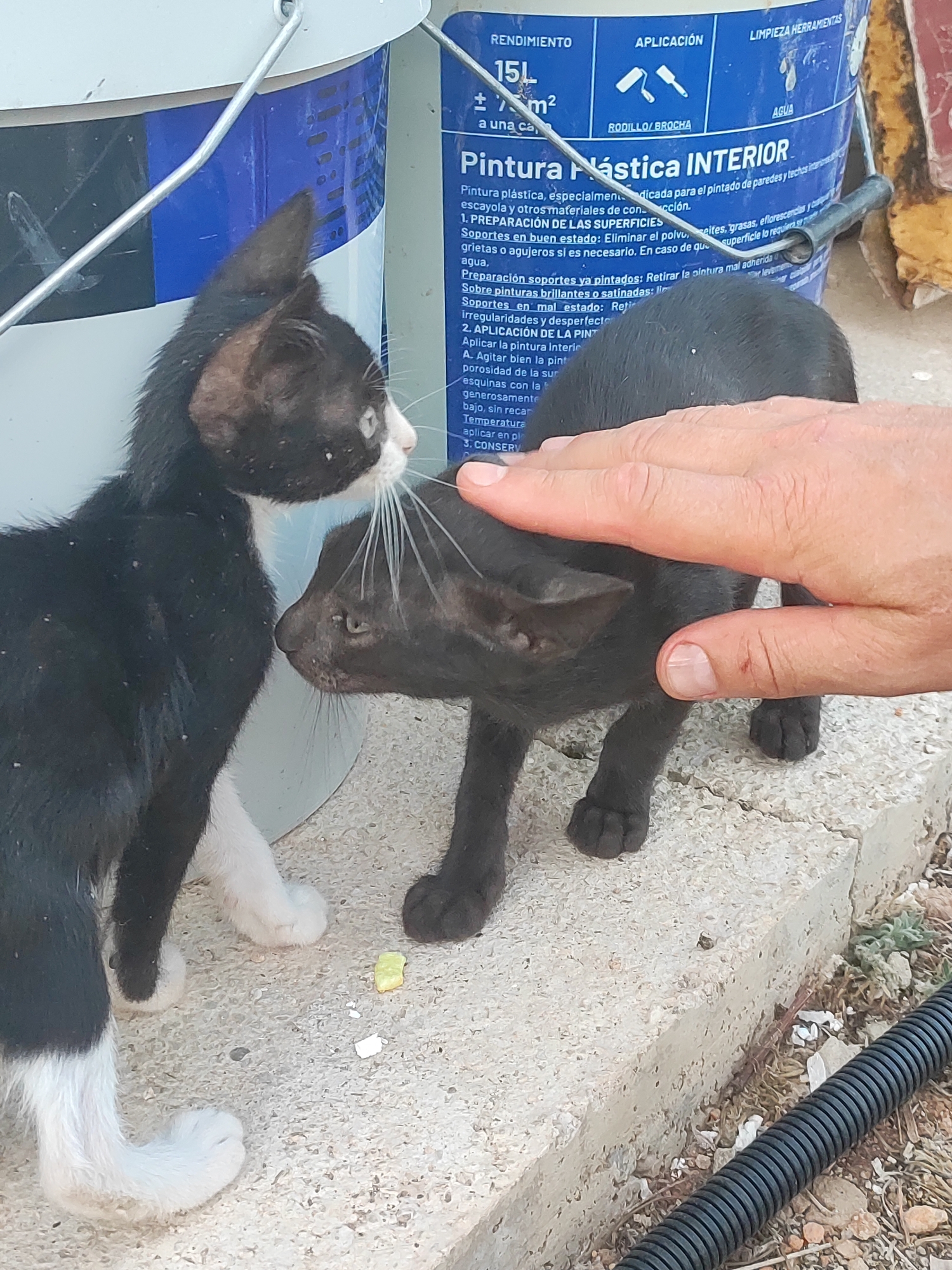 Two kittens, one black and white and the other entirely black, are positioned on a concrete ledge in an outdoor environment, likely in the city of Alcàsser, Spain. The black and white kitten is facing left, with its head turned towards the black kitten. The black kitten is facing right, with its head also turned towards the other kitten, and a person's hand is gently stroking its back. Behind the kittens, a blue and white plastic bucket, possibly containing paint, is visible. The ground is a mixture of concrete and dirt with some small debris scattered around, including a piece of yellow material. The overall scene suggests a moment of gentle interaction between the animals and a human in an urban outdoor setting.