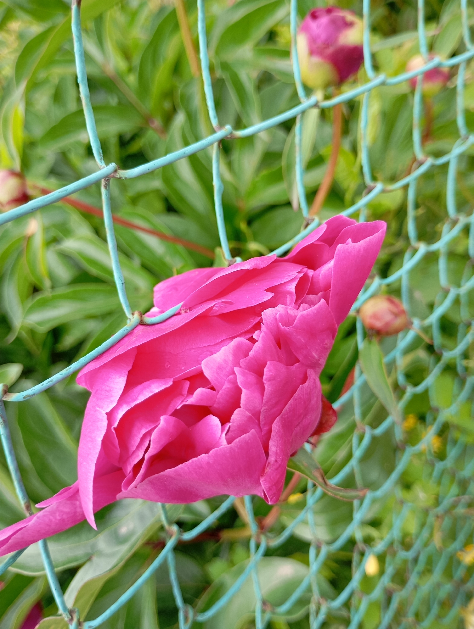 A vibrant, partially opened peony flower, colored in a striking fuchsia or hot pink, is the central subject of this close-up image. The flower's lush, ruffled petals dominate the foreground, with visible water droplets on some surfaces, suggesting recent rain or dew.
The peony is intricately intertwined with a light blue or turquoise wire mesh fence, which crosses the frame and partially obscures the background. Several closed peony buds, also pink and still tightly packed, are visible in the background, with one distinct bud in the upper right corner and another blurred one to the mid-left, all nestled among green foliage. The leaves of the peony plant, in various shades of green, are out of focus, creating a soft backdrop that emphasizes the main flower.
The scene depicts a natural outdoor setting, likely a garden or yard, under natural daylight conditions. The interaction between the vibrant flower and the man-made fence is a key visual element. The shallow depth of field keeps the main flower sharp, drawing attention to its intricate details and rich color. The image captures a moment of blooming nature, possibly in Фоки, Russia. There is no visible text in the image.