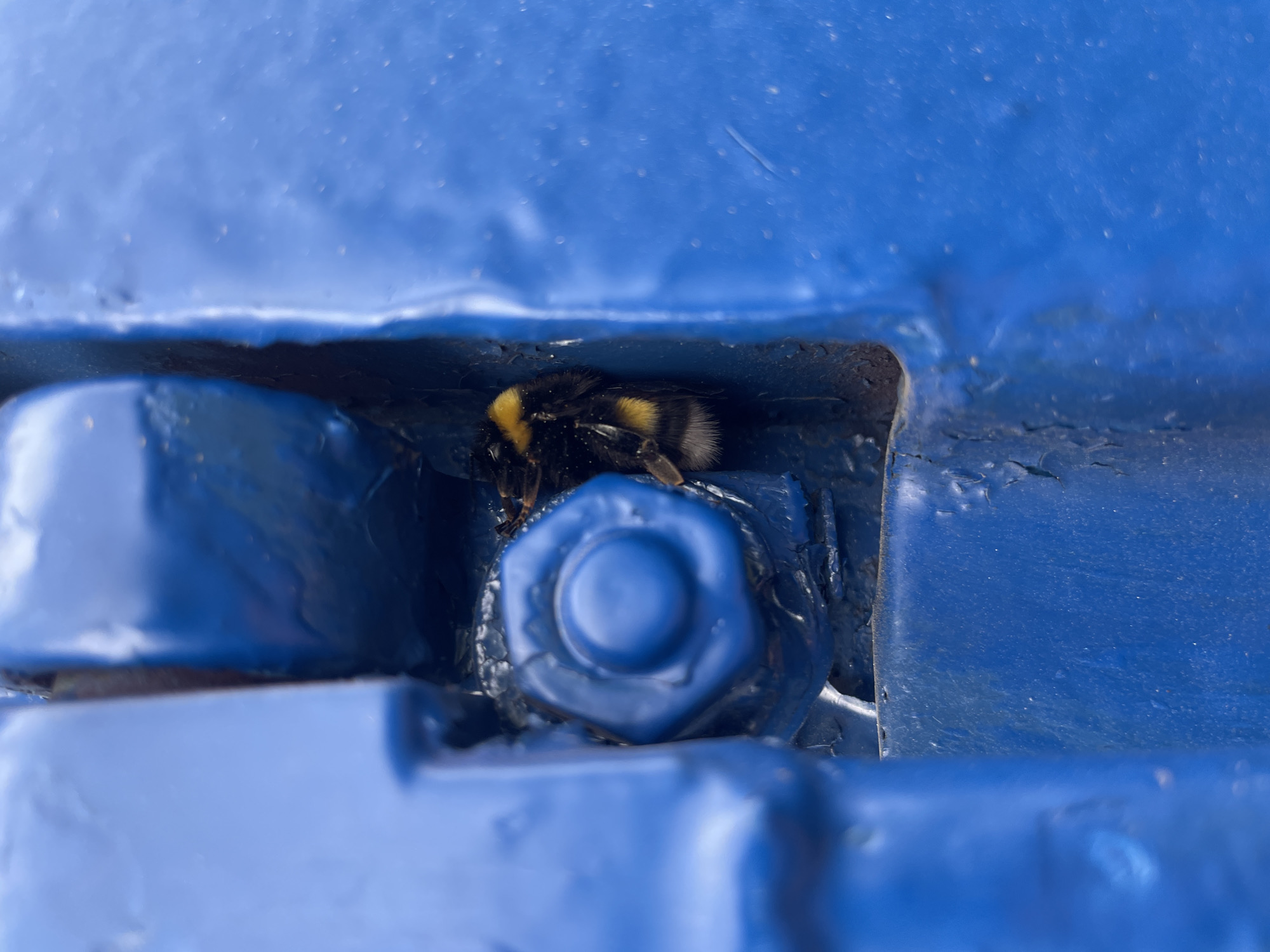 A bumblebee is nestled within a blue metal structure, possibly a hinge or joint secured by a bolt. The location is unknown and cannot be determined.