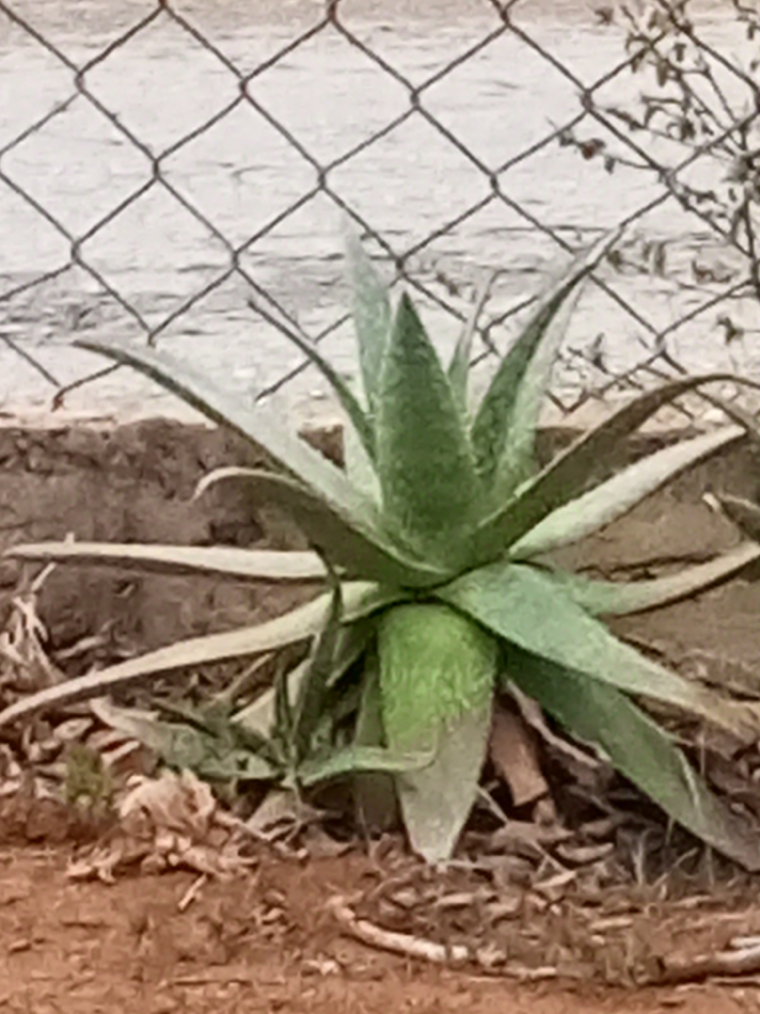 In Altagracia, Venezuela, an aloe vera plant stands in the foreground. The plant has thick, green, succulent leaves that fan outwards. Behind the plant, a chain-link fence is visible, with what appears to be a body of water or sandy ground in the distance. The ground around the plant is dry and covered with dirt and some debris.