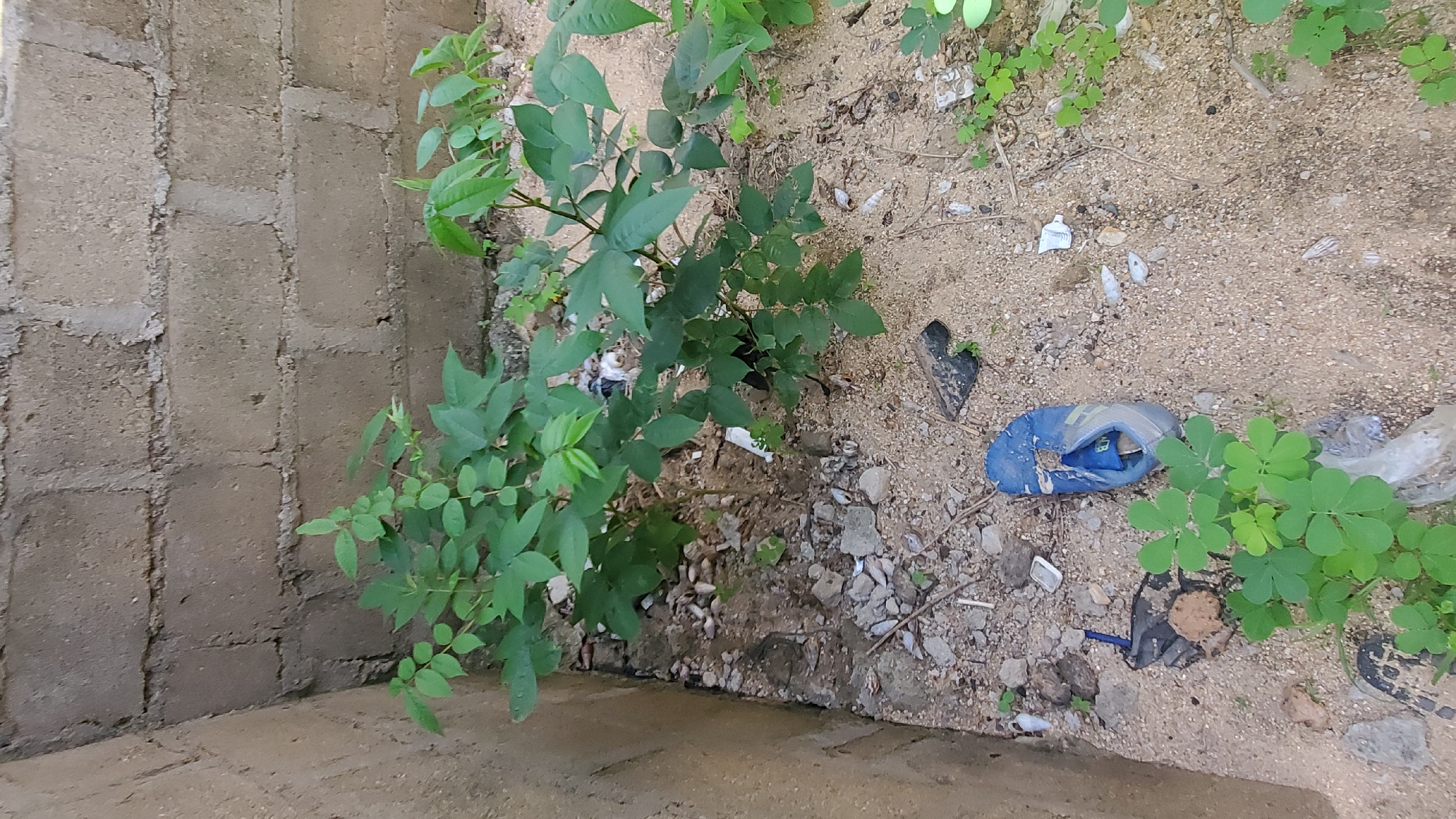 A medium shot shows an outdoor scene with a pair of blue flip-flops in a sandy area littered with debris. The flip-flops are worn and have a blue strap and a grey sole with some yellow accents. Behind the flip-flops, a leafy green plant grows in the sand, reaching towards a rough, grey brick wall. The wall appears to be part of a building's exterior, constructed from cinder blocks with rough mortar. Small stones and scattered white and black debris are visible in the sand around the plant and the flip-flops. The lighting suggests it is daytime, with no strong shadows indicating a direct overhead sun. The scene is devoid of any people or animals.