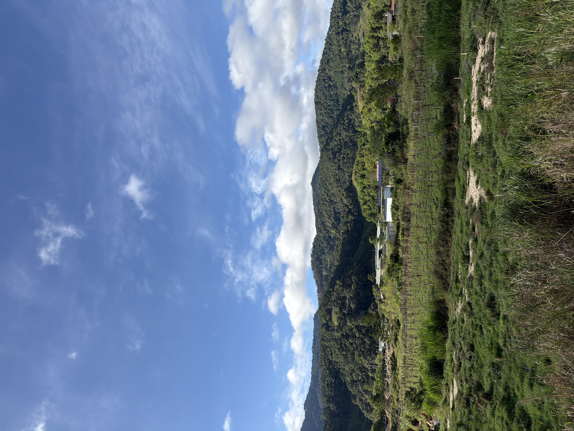 The image depicts a vast, lush green landscape with rolling hills covered in dense forest. In the foreground, there is a field with patches of dry earth and tall grass. A vineyard or farm with rows of wooden stakes stretches across the middle ground. Several buildings, appearing to be houses or small structures with white roofs, are nestled among the trees. The sky above is a vibrant blue, dotted with wispy white clouds. The scene appears to be a rural area, likely in Klong Klanh, Vietnam, characterized by its natural beauty and agricultural activity. There are no people or animals visible in the image.