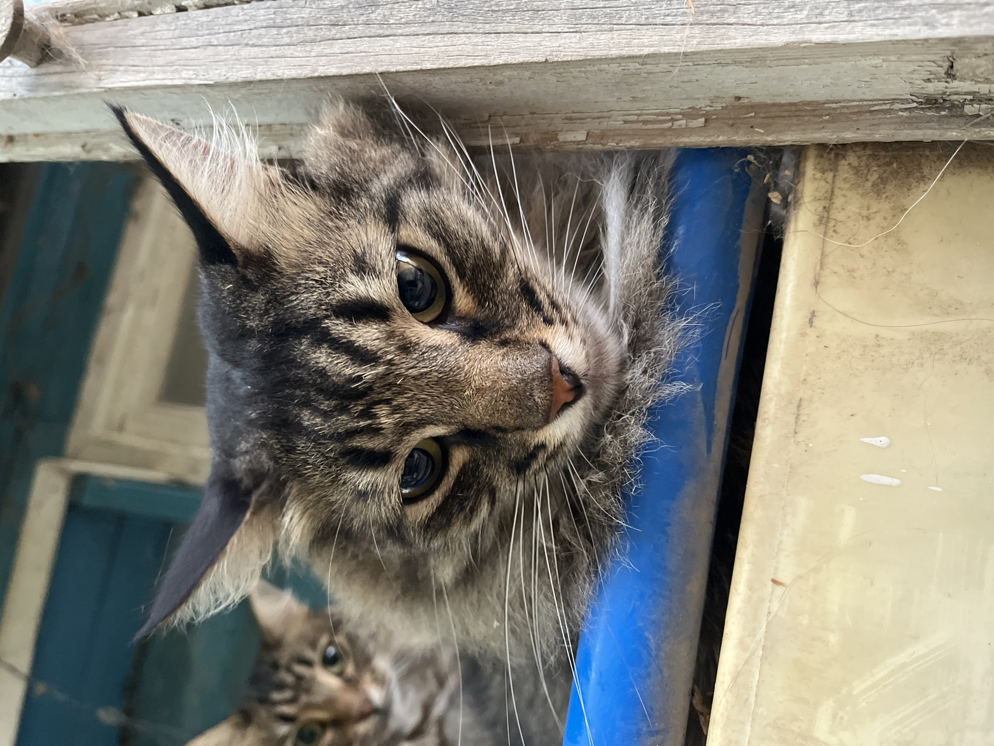 The image shows two cats in an outdoor setting. The cat in the foreground is a long-haired tabby with striking green eyes and a serious expression. It is resting its chin on a blue pipe. Behind it, another tabby cat is visible, its gaze slightly blurred. The background suggests an aging wooden structure, possibly a house or outbuilding, with peeling blue paint on the wall and weathered wooden planks. The overall impression is one of rustic simplicity. The image was taken in the city of Krasnyye Barrikady, Russia.